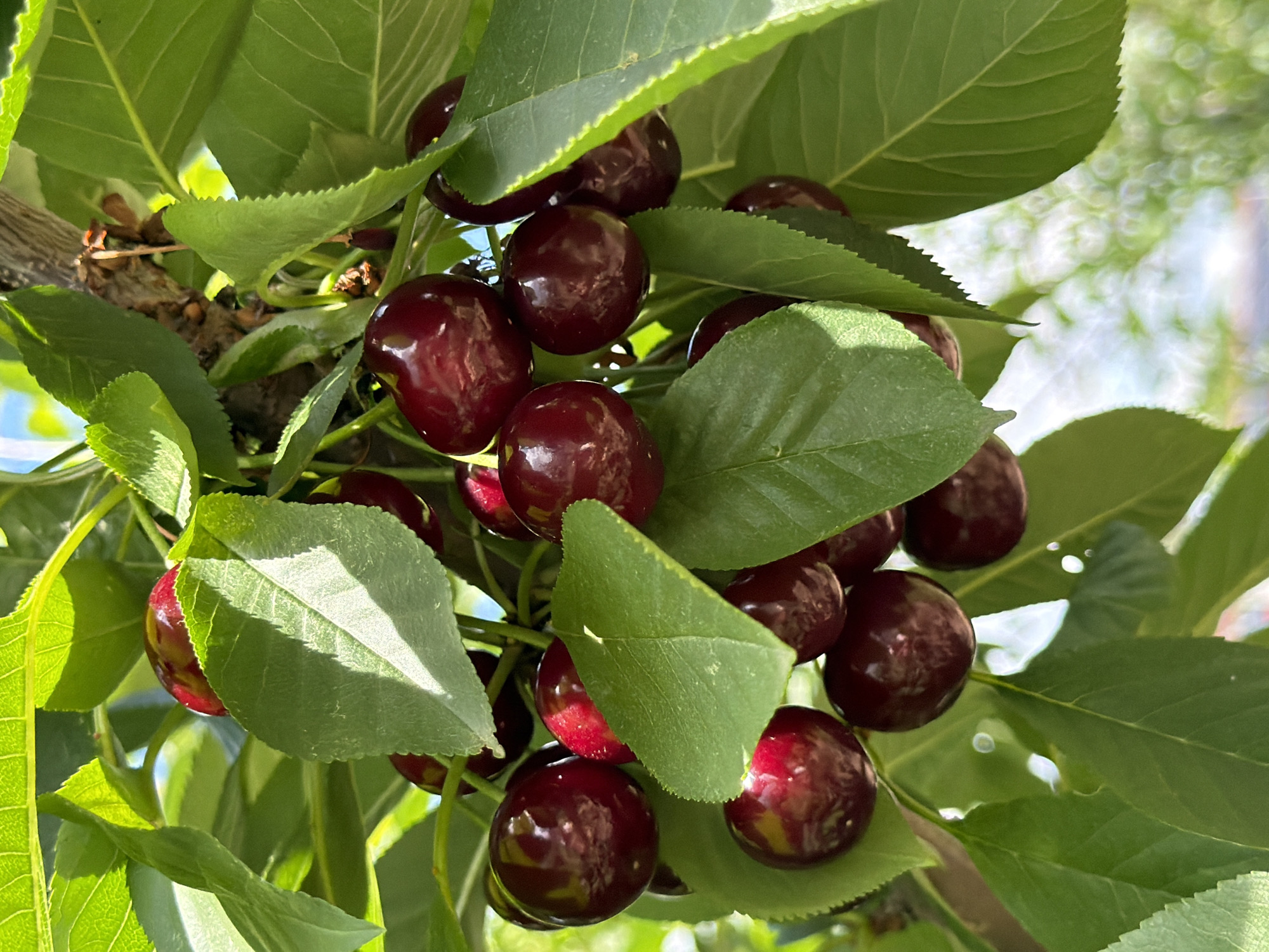 In Selanovtsi, Bulgaria, a close-up shot captures a cluster of ripe, dark red cherries hanging from a tree branch amidst lush green leaves. The cherries are round and plump, with a glossy sheen reflecting the sunlight. Some leaves are slightly shadowed, while others are brightly illuminated, creating a play of light and dark. The background is softly blurred, hinting at a sunny outdoor environment with a dappled effect of light. The image is focused on the cherries and leaves, showcasing their natural beauty and ripeness.