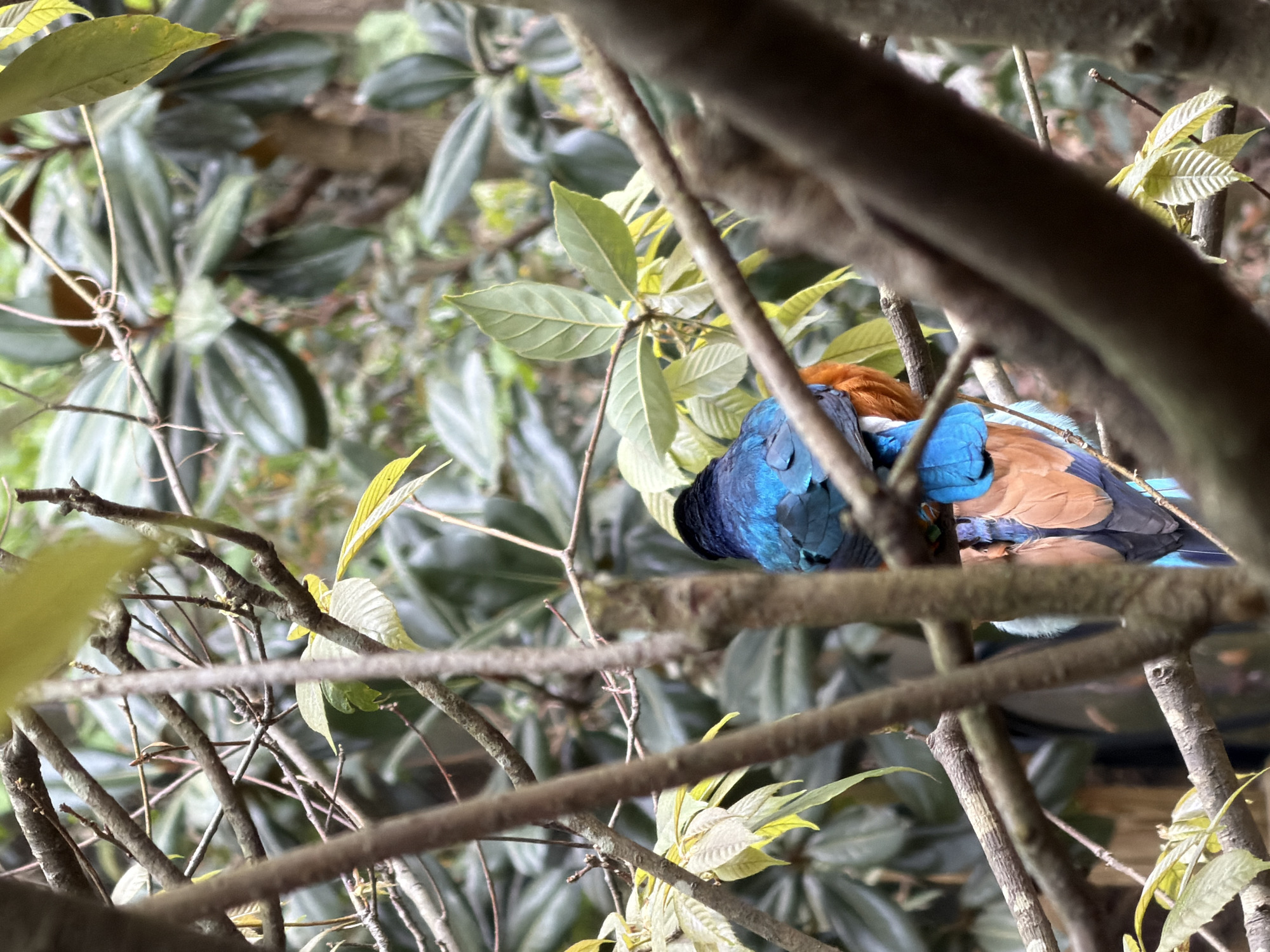 The image shows a bird perched on a branch within a dense foliage of trees. The bird has a striking coloration pattern with blue, brown, and black feathers. The backdrop consists of green leaves and thin branches, adding depth and texture to the scene. The location is not discernible from the visual data. There is no information to ascertain that it takes place in Atlanta.