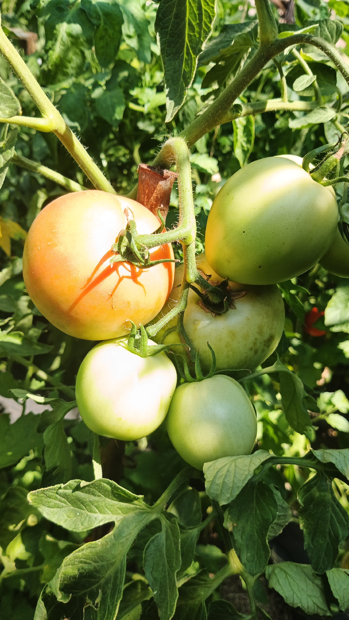 A close-up, vertical shot captures a tomato plant laden with ripening fruit, bathed in bright sunlight. The focus is on a cluster of tomatoes, varying in ripeness from a pale green to a warm, orange-yellow hue. The tomatoes are attached to a thick, fuzzy stem, with smaller green leaves and tendrils interspersed. The background is a blur of lush green foliage, suggesting a garden or agricultural setting. The image is taken from a slightly upward angle, emphasizing the growth of the plant. The overall impression is one of natural abundance and the early stages of harvest. The scene is likely within a garden in Kryvyi Rih, Ukraine.