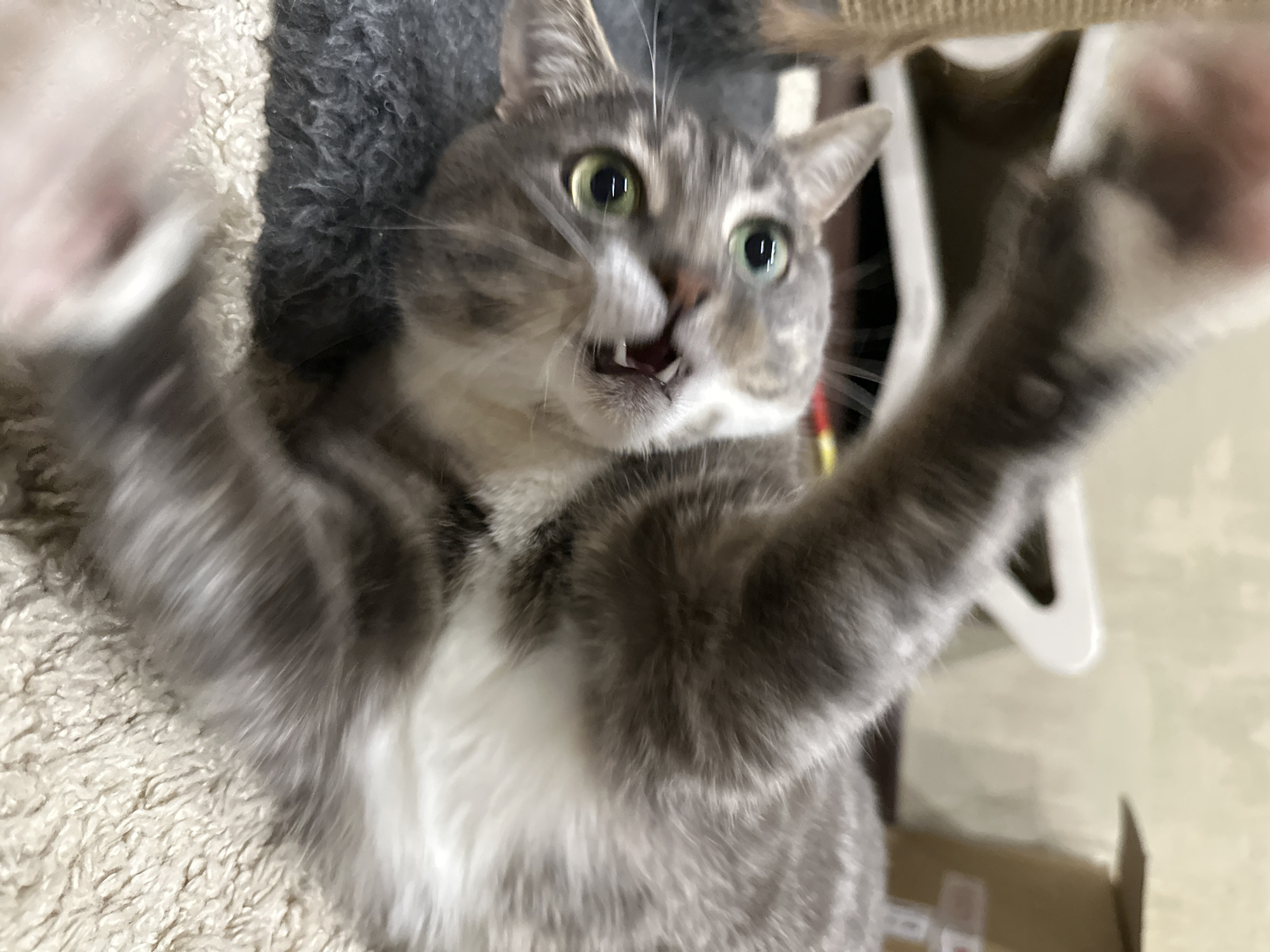 A grey tabby cat is captured mid-action, lying on a textured rug. Its front paws are raised and blurred with motion, suggesting it is playing or reaching out. The cat's head is tilted, with wide green eyes and its mouth open, revealing its teeth and tongue, creating a playful or startled expression. Its fur is predominantly grey with darker tabby markings and a white chest. The background is out of focus but appears to be an indoor setting with hints of furniture and a cardboard box.