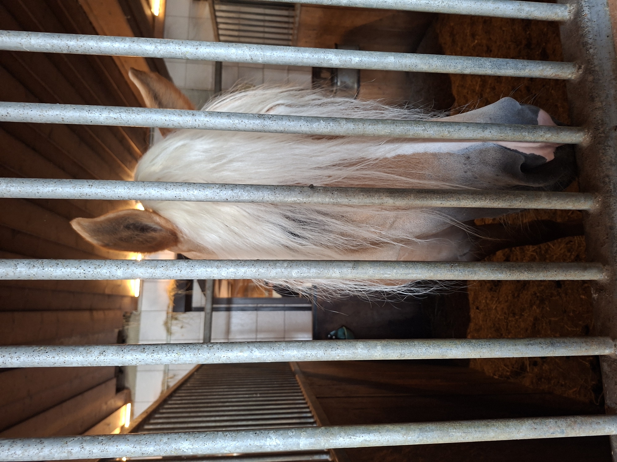 An image shows the head of a light-colored horse behind metal bars, possibly in a stable. The horse's mane is long and blonde, partially obscuring its face. Its ears are visible, perked forward. The background consists of wooden walls and a straw-covered floor. The lighting suggests an indoor setting, possibly a stable in a rural area or a specialized facility. There is no indication of it being in the city of Münster, Austria.