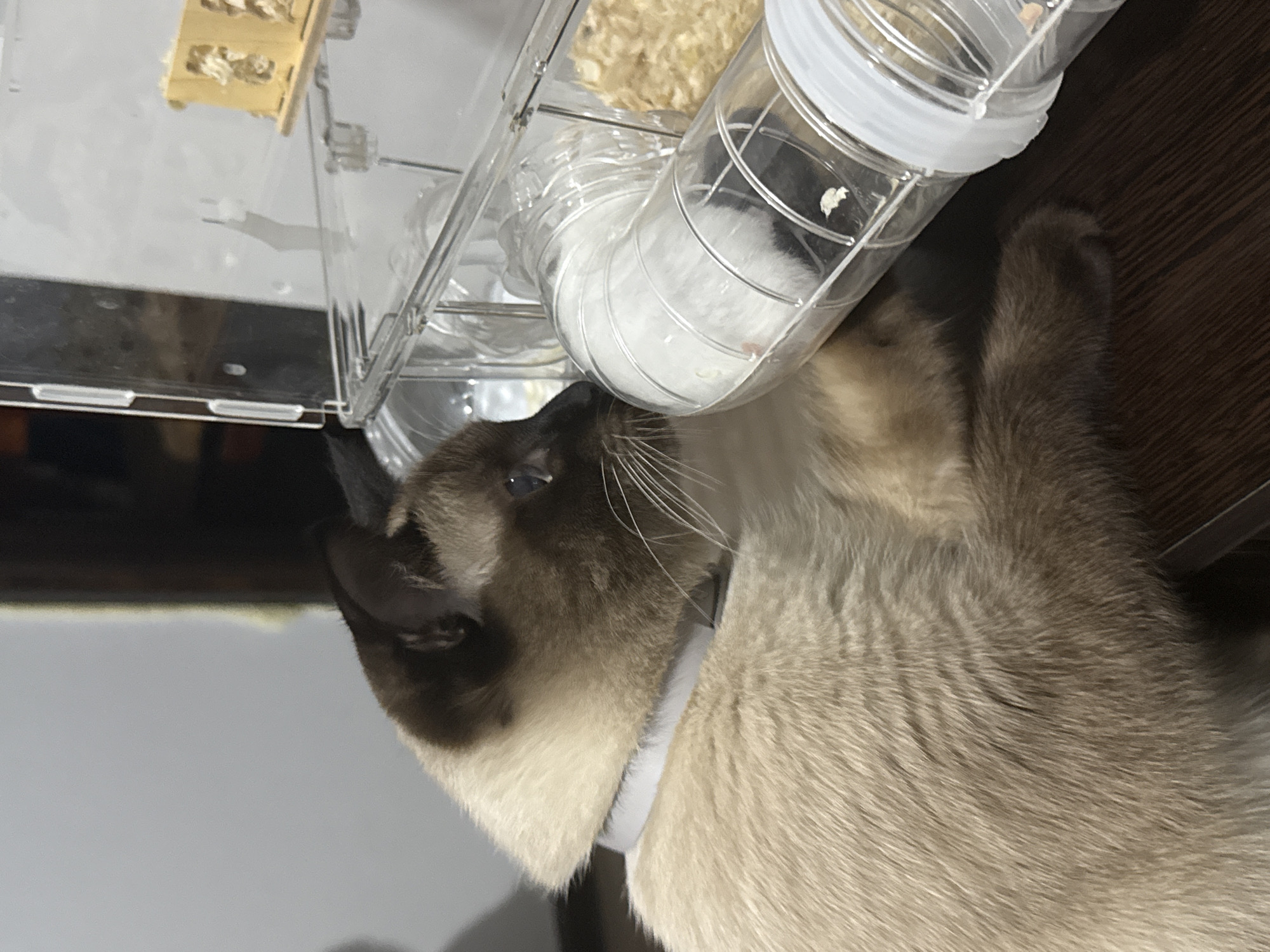 A Siamese cat with a light-colored collar is looking into a clear plastic tube connected to a hamster cage. Inside the tube, a small white and black hamster is visible, partially obscured by the tube's curvature. The hamster cage contains wood shavings. The scene is set on a dark wooden surface, likely a table or floor. The background is out of focus, suggesting an indoor environment. There is no information available regarding the specific location in Vostok, Kyrgyzstan.