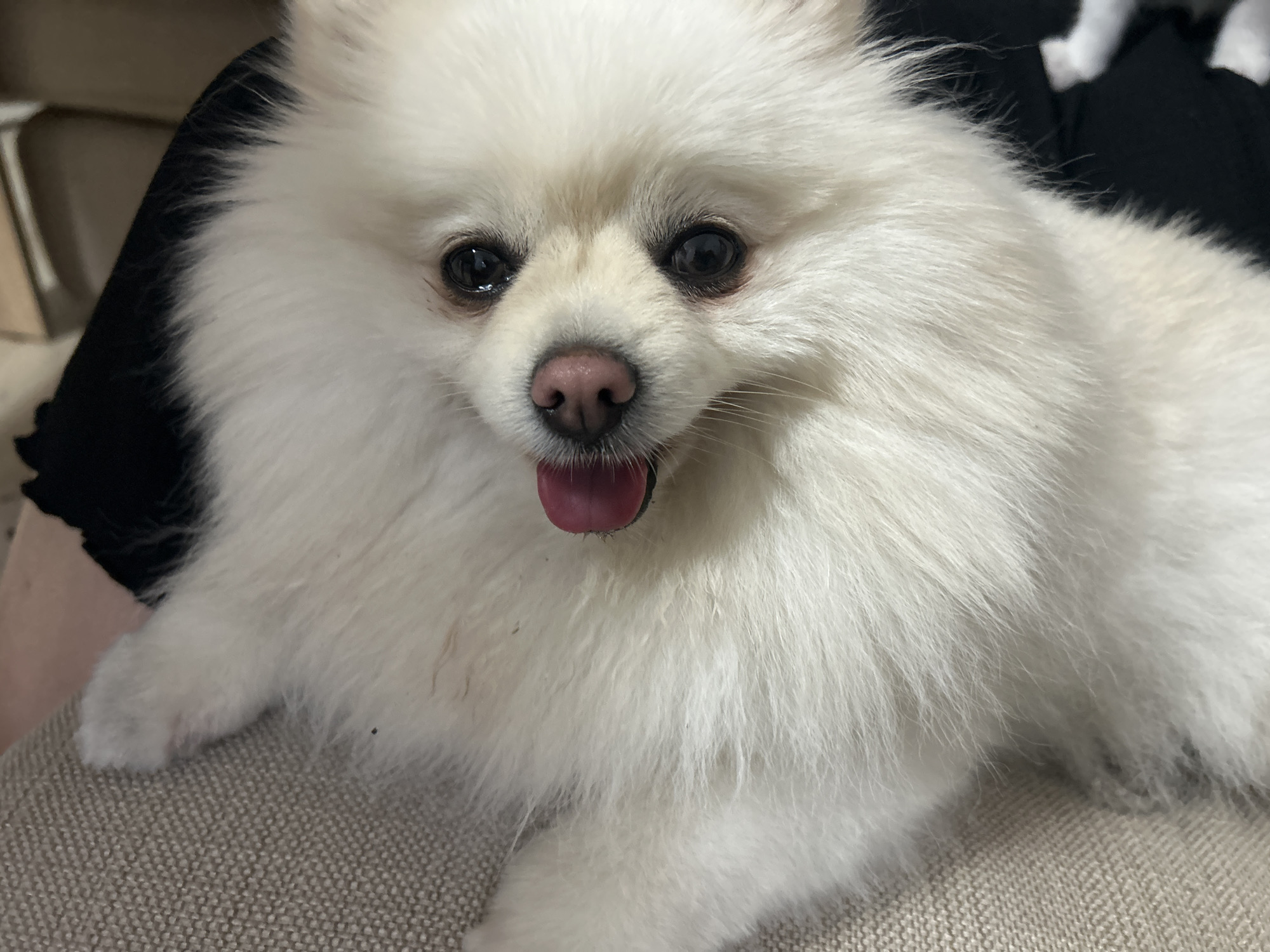 A close-up, head-on shot shows a white Pomeranian dog with its tongue hanging out. The dog's fur is fluffy and white, with dark eyes, a pink nose, and a small pink tongue. The dog appears to be sitting on a light-colored textured surface, possibly a couch or chair. In the background, a dark fabric is visible, suggesting clothing or upholstery. The image does not contain any information about the city of Varna, Bulgaria.