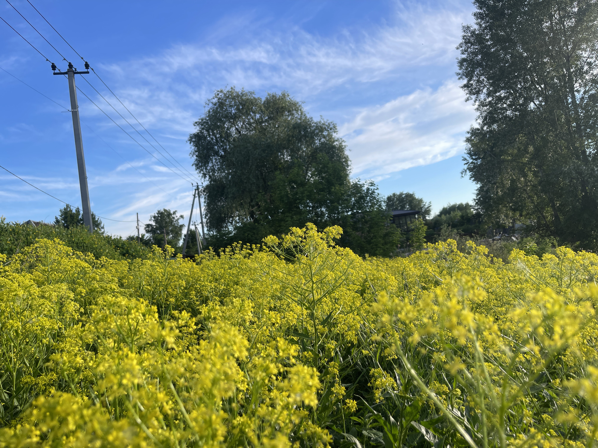 The image presents a vibrant rural landscape, showcasing a vast field of bright yellow flowers under a clear blue sky. In the foreground, a dense carpet of small yellow blossoms, likely from plants such as rapeseed or mustard, extends across the lower half of the frame. The flowers are in sharp focus, revealing their intricate details and creating a striking yellow expanse.
In the midground and background, several lush green deciduous trees punctuate the scene. A large, full-crowned tree stands prominently in the center-left, with another partial tree framing the far right side of the image. Further back, more trees and bushes form a natural horizon line. A tall, grey concrete utility pole with multiple overhead power lines is clearly visible on the left, extending vertically into the sky. Other power poles and faint outlines of distant structures, possibly houses or sheds, can be discerned through the foliage, indicating human presence within this natural setting.
The sky is a brilliant, clear blue with scattered, wispy white clouds (cirrus or altocumulus) streaking across it. The bright and even illumination suggests a sunny day, likely late morning or early afternoon. The scene is static, depicting a peaceful natural environment. The combination of vibrant yellow flowers, lush green trees, and a clear blue sky evokes a feeling of freshness and natural beauty. There is no visible text in the image. The location cues, such as the utility pole and general landscape, are consistent with a rural area like Chaikovsky, Russia.