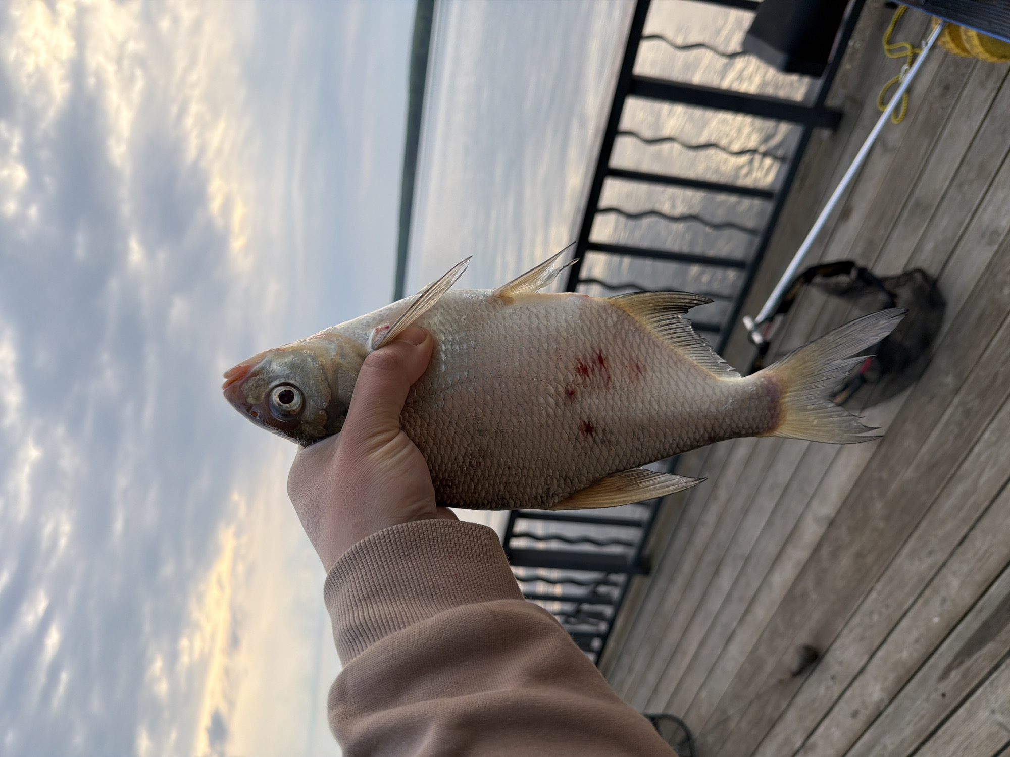 A person holds a freshly caught fish against a backdrop of water and sky from what appears to be a pier or dock in Chaikovsky, Russia. The fish, likely a type of bream or related freshwater species, is held horizontally by a hand, showing its scales, prominent eye, and faint reddish spots on its body. The hand is clad in a light brown or beige long-sleeved sweatshirt or jacket with ribbed cuffs.
The setting suggests late afternoon or early evening, characterized by a soft, diffused light filtering through patchy clouds in the sky. The water in the background reflects this subdued light, appearing calm. To the right, a wooden dock or pier extends into the distance, with dark metal railings visible. Scattered on the dock are hints of fishing equipment, including a thin rod or pole and a dark bag. The overall atmosphere is tranquil, capturing a moment after a successful catch during a fishing outing. There is no visible text in the image.