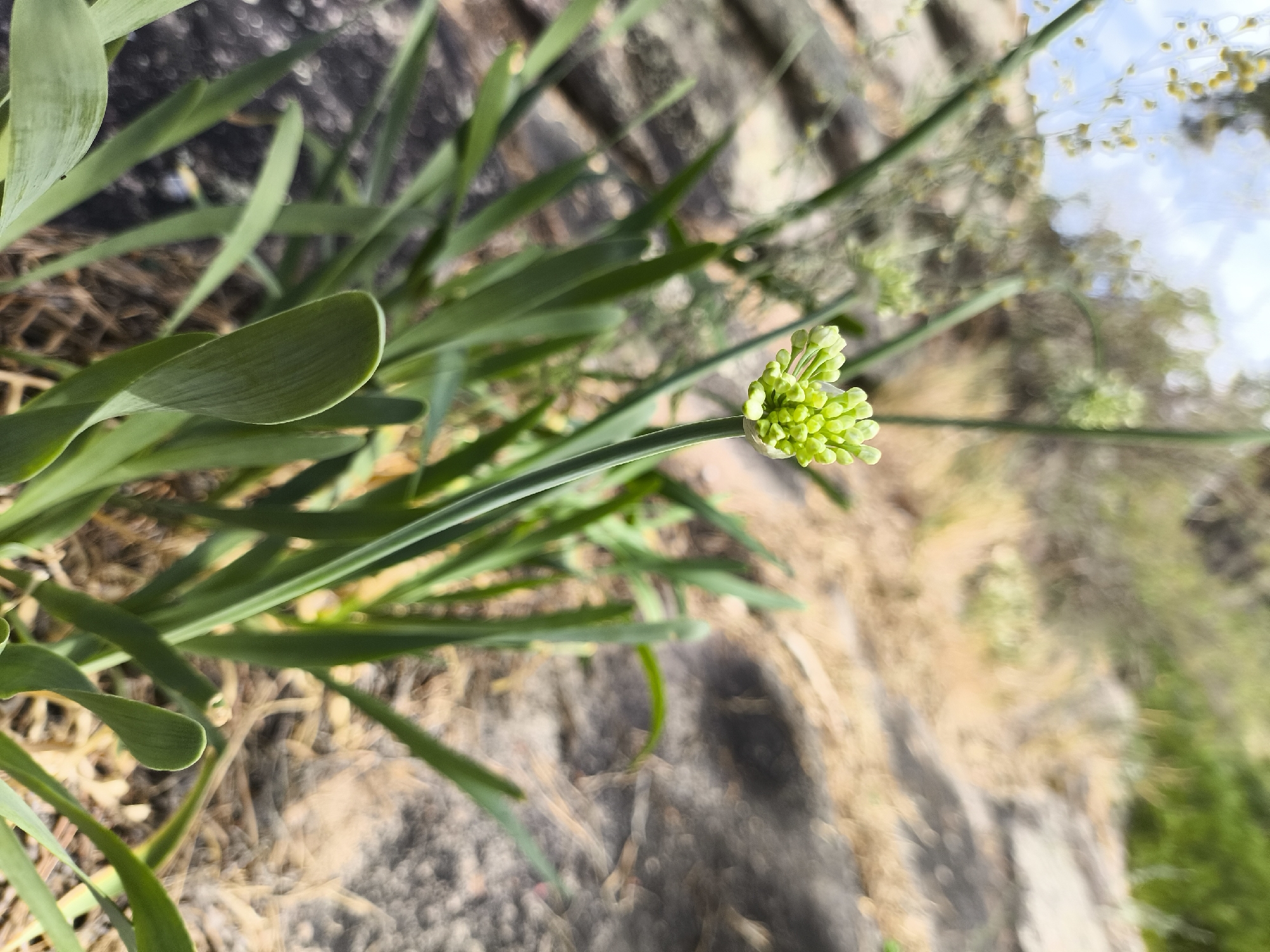 The image shows a close-up of a green plant with a cluster of small, green buds at the tip of a stalk. The plant's leaves are long and slender, arching outwards. In the background, out of focus, there is dry, brown vegetation and light-colored rocks. The sky is visible in the upper right corner, appearing blue with some white clouds. The scene is outdoors, suggesting a natural environment. The location is identified as Баянауыл ауылдық округі, Kazakhstan. There are no people or animals visible in the image.