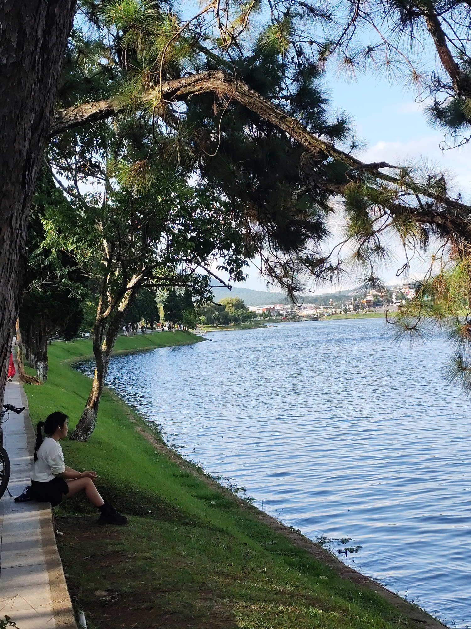 This image depicts a serene lakeside scene in Da Lat, Vietnam, likely near Xuan Huong Lake, a popular tourist attraction. A young woman, dressed in a white shirt and black skirt, is seated on the edge of a paved walkway, facing the tranquil blue water. Her posture suggests contemplation as she looks out at the lake. Adjacent to her, a bicycle is parked, partially visible. The foreground is dominated by lush green grass and the textured bark of a large tree. The middle ground features the expansive, rippling surface of the lake, reflecting the clear sky. In the background, a tree-lined path runs along the lake's edge, with several people strolling and a distant view of buildings and rolling hills that characterize Da Lat's landscape. Overhead, the branches of a pine tree with its characteristic needles create a natural frame for the scene, with its rough bark and intricate branches visible. The lighting indicates it's likely late afternoon or early morning, with soft sunlight casting gentle shadows.
