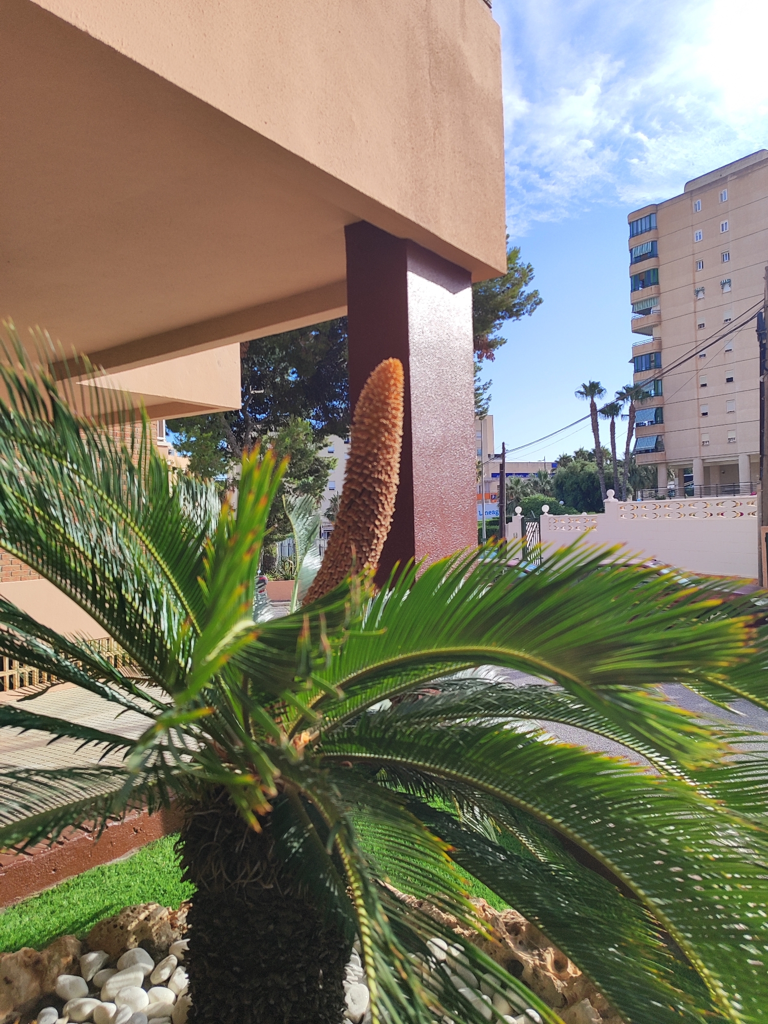 A close-up, low-angle shot focuses on the spiky fronds and a cone-like structure of a sago palm tree in El Campello, Spain. The plant is situated in a planter box filled with white pebbles and a few rocks, in front of a building with a beige facade and a brown support pillar. In the background, a tall, beige apartment building with blue-trimmed windows and balconies dominates the skyline, with other buildings and palm trees visible. The sky is bright blue with scattered white clouds. A street and a white decorative wall with a black metal gate are also visible in the mid-ground. The image appears to have been taken on a sunny day.