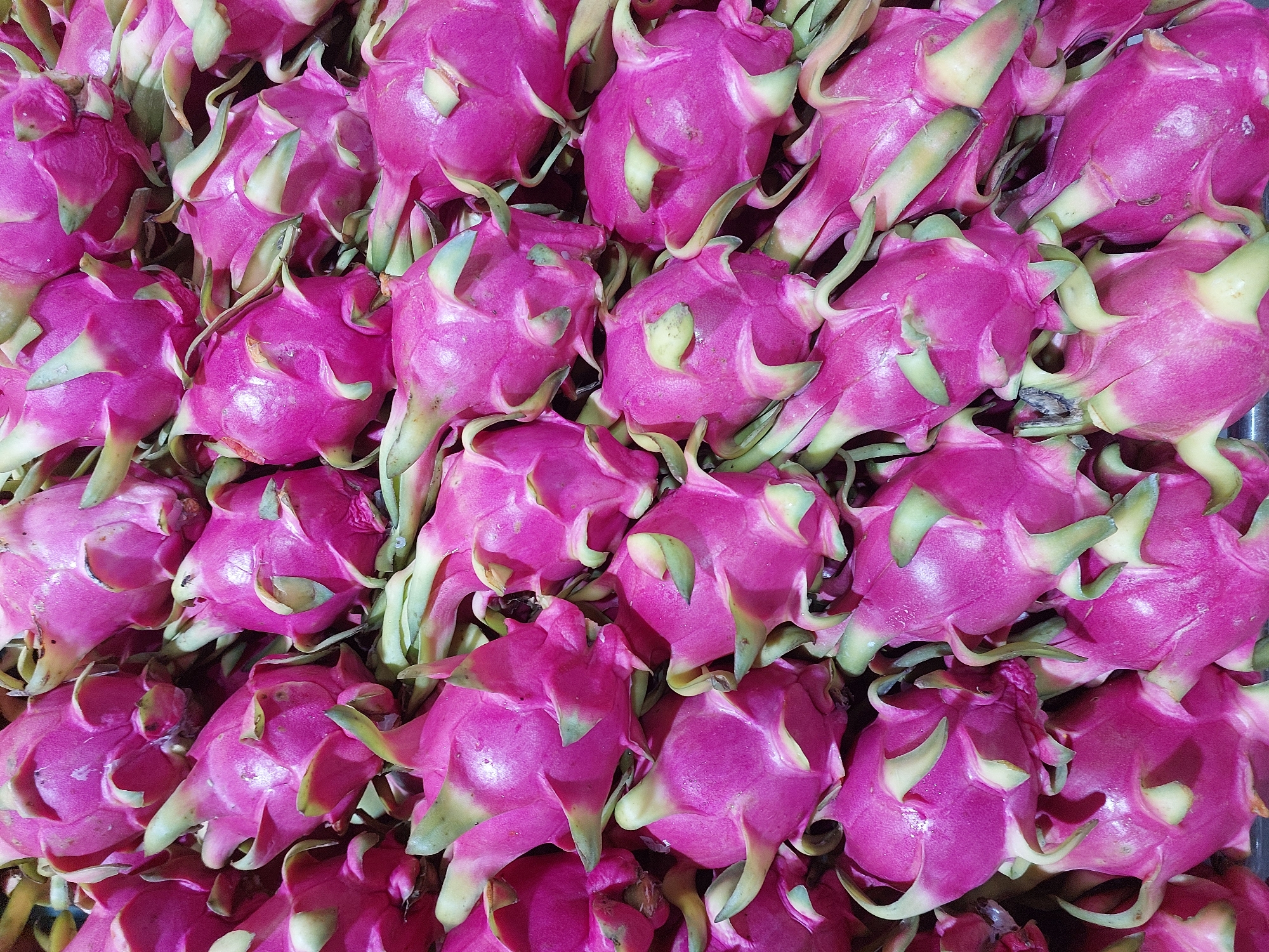 A close-up, overhead shot displays a dense arrangement of vibrant pink dragon fruits, their green bracts fanned out. The fruits are tightly packed, creating a visually textured surface. The lighting is even, highlighting the fruits' scales and plump forms. The scene is devoid of any people, indicating it is likely a market stall or display in Baan Bo Phut, Thailand.
