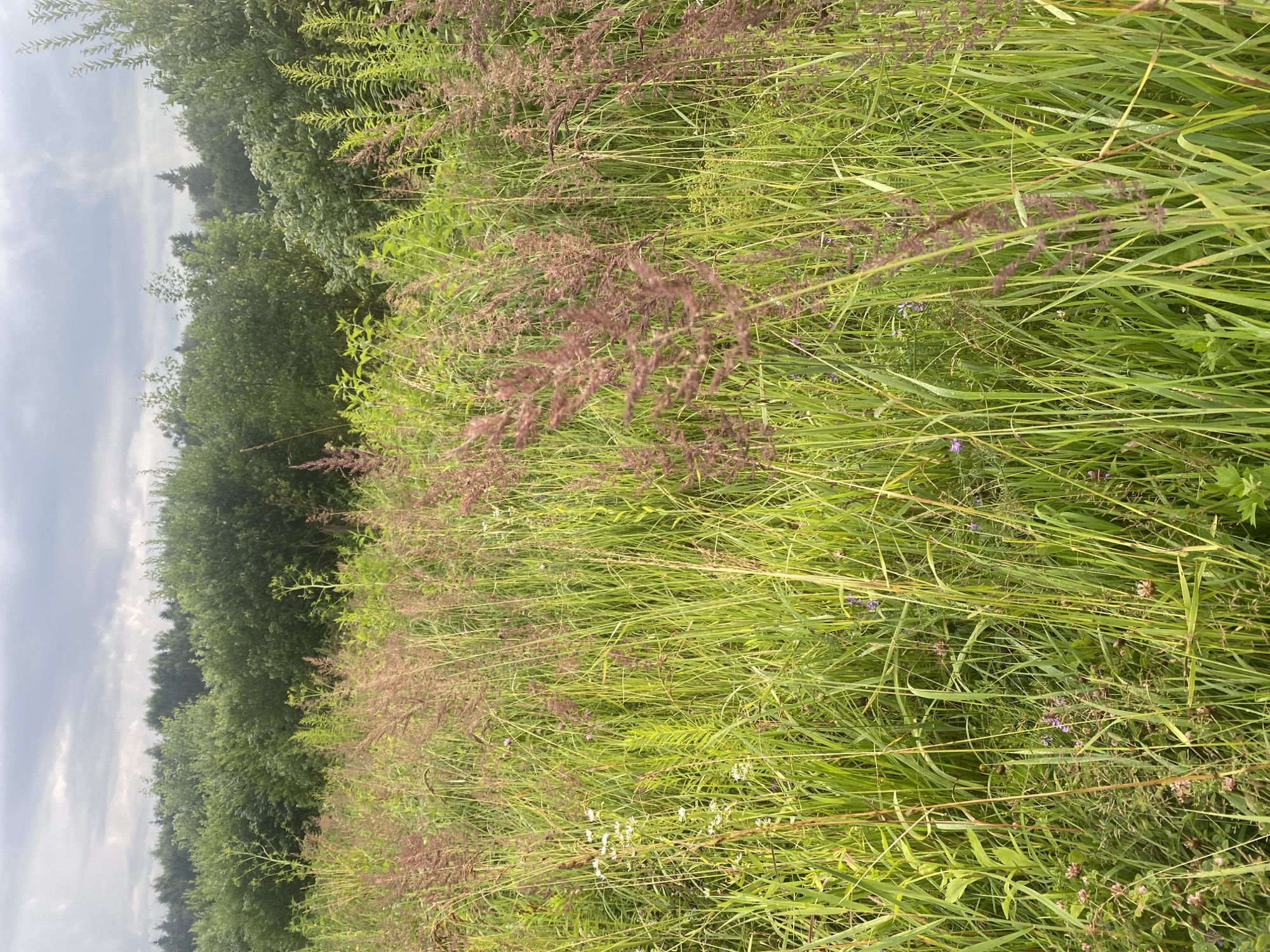 A medium shot captures a field of tall green grass with some reddish-brown seed heads. In the background, a dense line of green trees forms a treeline under a cloudy sky. The scene appears to be a natural landscape, likely in a rural or park area, outside of the immediate urban environment of Заволжский, Russia. There are no people or specific man-made structures visible in the frame. The focus is on the natural vegetation and the atmospheric conditions.
