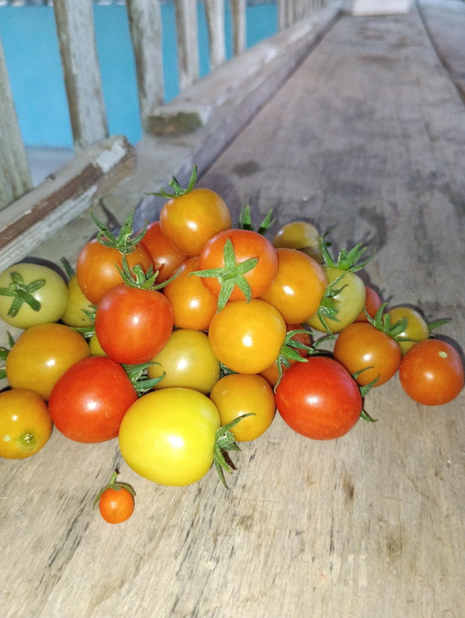 A close-up, slightly angled shot depicts a pile of assorted cherry tomatoes on a rustic wooden surface. The tomatoes vary in color, with shades of red, orange, and yellow. Some are perfectly round, while others are slightly elongated. Green stems are visible on several tomatoes. In the background, out of focus, are pale blue vertical wooden planks. The lighting appears to be artificial and warm, casting soft shadows. The scene suggests an outdoor setting, possibly a porch or deck, given the weathered wood and the glimpse of a railing in the background. The overall impression is one of fresh produce, possibly for consumption. There are no people or animals present. The specific location within Pematang Jaya, Indonesia, cannot be determined from the visual information provided.