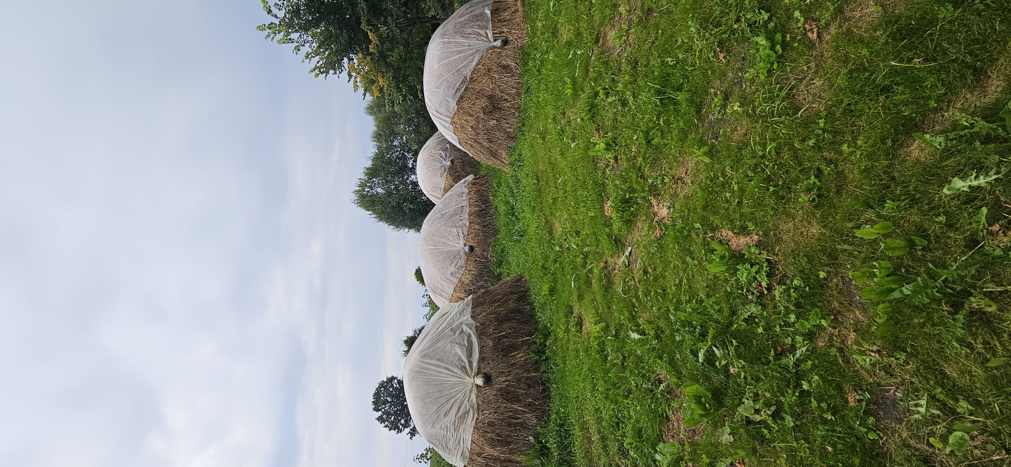 In a rural setting resembling Мазалаўскі сельскі Савет, Belarus, four large, dome-shaped haystacks are covered with translucent white protective sheeting. The haystacks are arranged in a loose formation on a vibrant green, grassy field. The ground is uneven, with patches of denser grass and some scattered weeds. In the background, a line of trees with varied foliage forms a natural border against a cloudy, overcast sky. The overall scene suggests a pastoral landscape, likely a farm or meadow, during a period of storage for harvested hay.