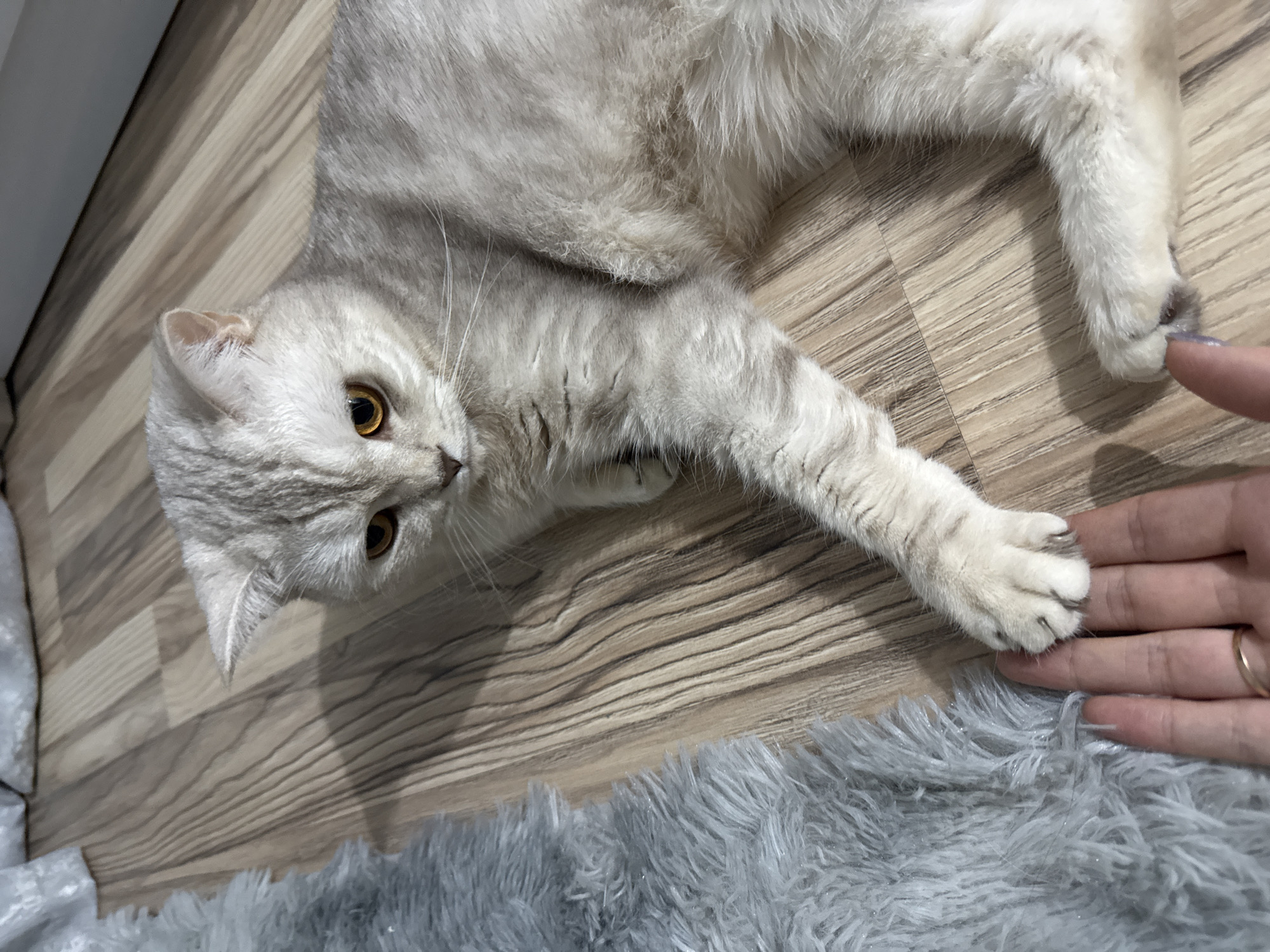 A light gray, tabby cat with yellow eyes lies on a light brown, wood-patterned floor. The cat's paw rests on a human hand. A gray, fluffy rug is in the lower portion of the image.