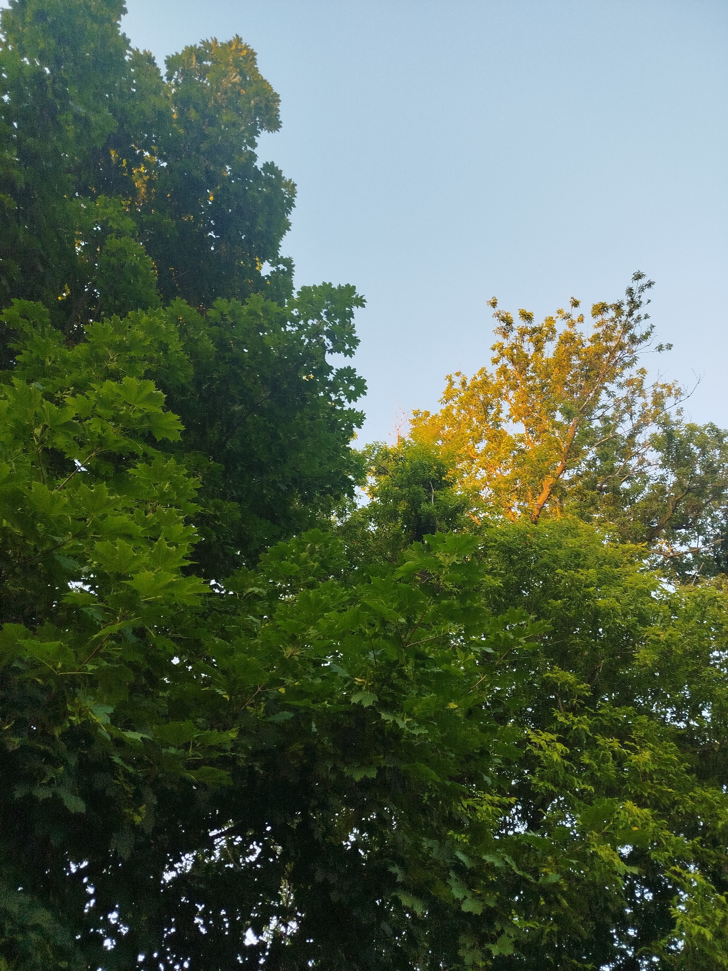 This is a low-angle shot of lush green trees against a clear, pale blue sky. The foliage is dense, with many leaves clearly visible. Sunlight filters through the upper branches, illuminating some of the leaves with a golden hue, particularly on the right side of the frame. The overall impression is one of abundant greenery and a peaceful, possibly early evening or late afternoon, atmosphere. The image does not contain any people or man-made structures, and there is no specific indication of its location within the city of Chernihiv, Ukraine, other than the general impression of an outdoor, treed environment.
