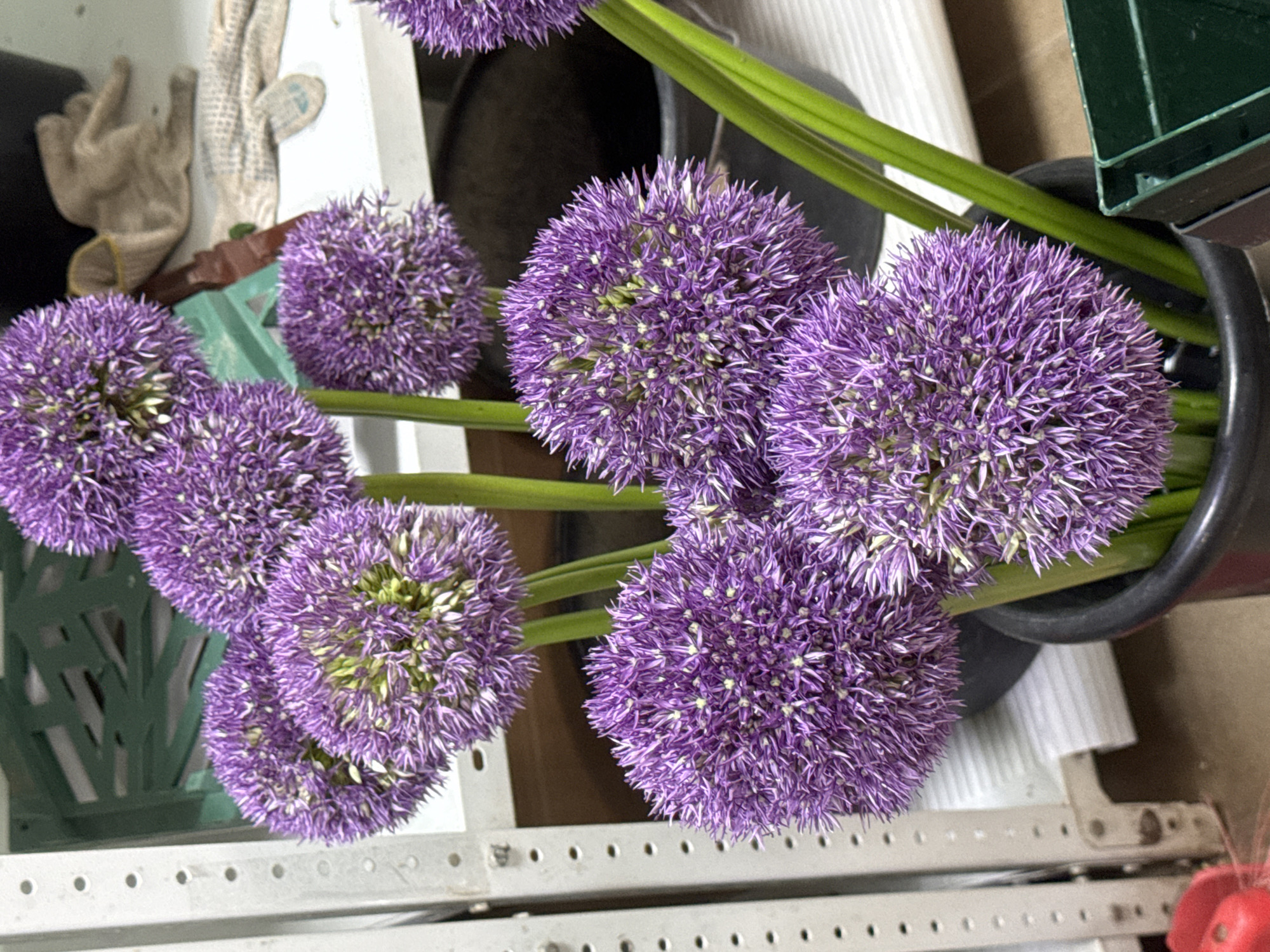 The image depicts a close-up, overhead view of several Allium flowers, specifically Allium giganteum, commonly known as giant onion. The flowers are characterized by their spherical shape, composed of numerous tiny, star-shaped purple florets. They are arranged in a black container, with long, green stems visible. The container is placed on a surface that appears to be a metal shelving unit. In the background, there are gardening gloves. The presence of the gloves and the shelving unit suggests the scene is either in a garden, a greenhouse, or a florist shop. There is no indication of the city of Izhevsk, Russia.