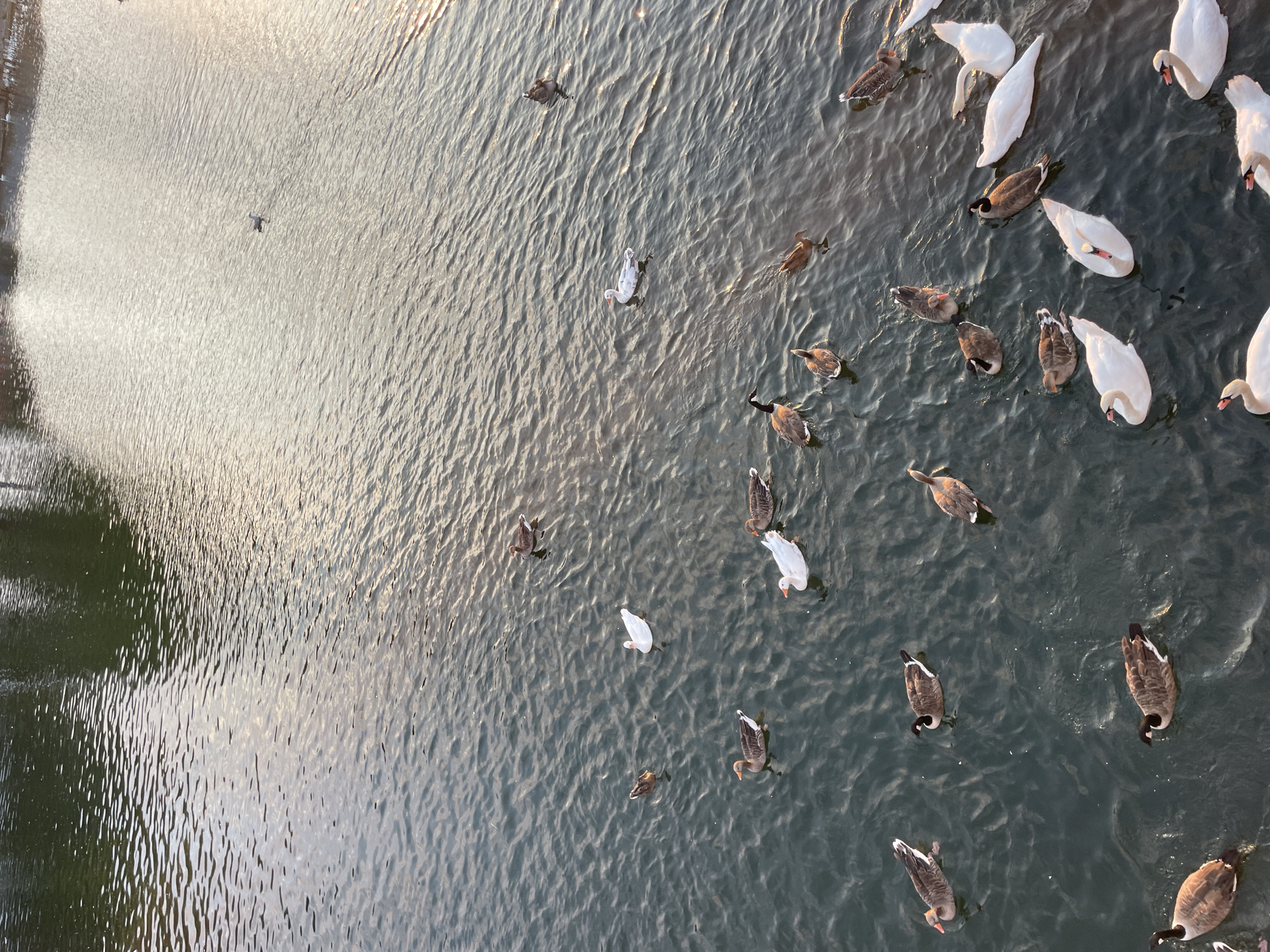 The image shows a flock of geese and swans swimming in a body of water, likely a river or lake. The water is calm with small ripples. The lighting suggests it is either early morning or late afternoon, with the sun reflecting off the water's surface. The birds are of various colors, including white swans and brown and black geese. Some of the geese have their heads down as if feeding. The background is blurred but appears to be a natural landscape with some trees. It is not possible to determine the exact location in the city of Reading, United Kingdom, from the image alone.