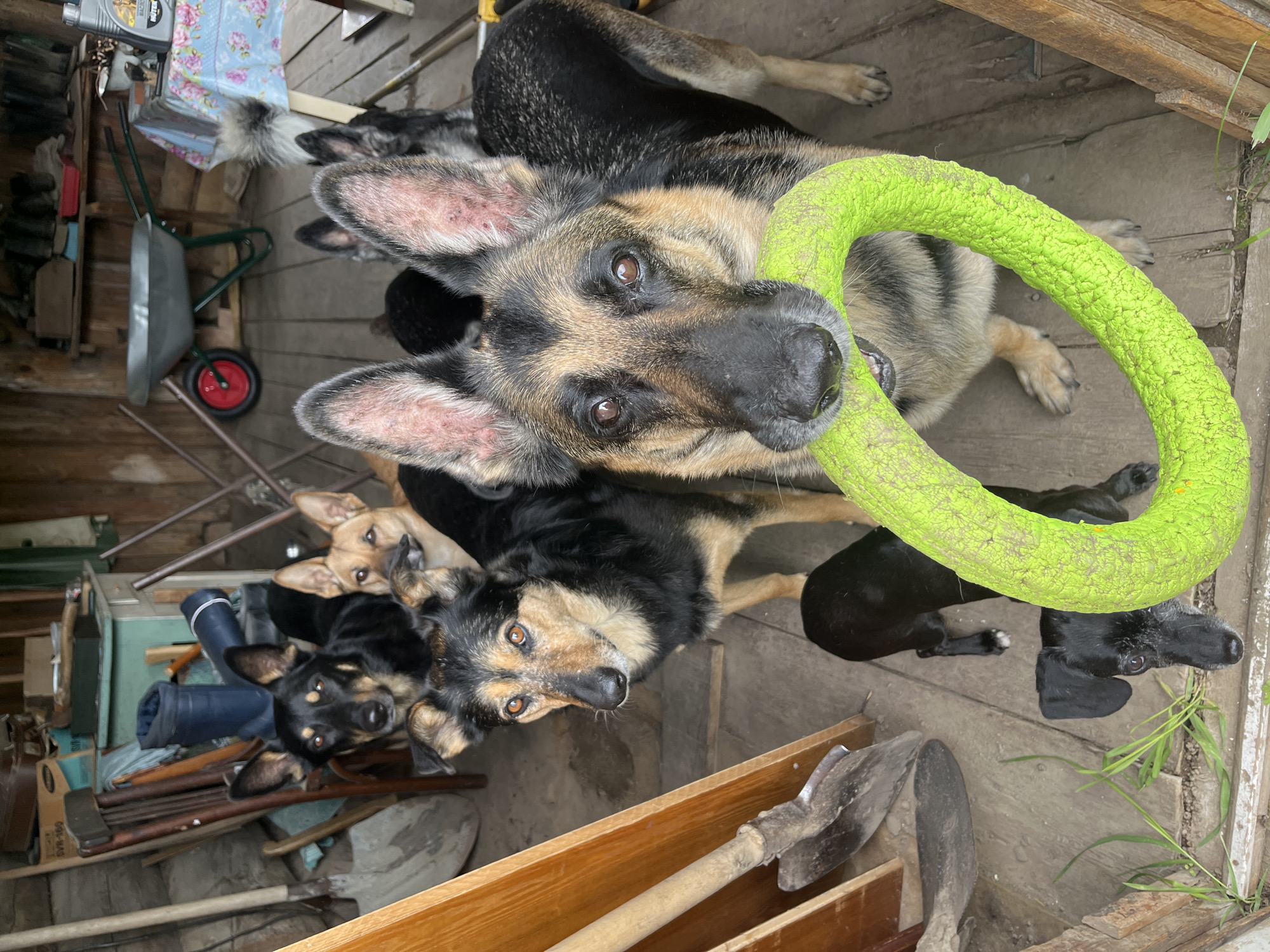 An overhead shot captures a group of dogs gathered in what appears to be a cluttered outdoor shed or covered utility area in Nizhny Tagil, Russia. The main subject is a large German Shepherd type dog in the foreground, looking directly at the camera with bright, inquisitive eyes while holding a bright green, textured ring toy in its mouth. Its ears are prominent and upright.
Behind and to the sides of the prominent German Shepherd, several other dogs are visible. To the left, a black and tan dog with warm brown eyes looks up, and next to it, a lighter brown/tan dog is partially seen. Further to the right and slightly below the green toy, a smaller black dog peeks out. Another dog's tail is visible on the far left.
The setting features a wooden plank floor. Various tools and objects are scattered around the space. To the left, a grey wheelbarrow with a red wheel is visible, alongside shelves and a bottle of motor oil labeled "Mobil 1 Super 3000 XE 5W-30". A floral-patterned cloth is draped over something in the background. Towards the lower left, multiple shovels, hoes, and other gardening or construction tools are propped against objects. A blue rolled item, possibly a tarp or fabric, is also present. On a cardboard box, the text "OP-180" is faintly visible. The area appears rustic and well-used, with some grass growing through cracks in the wooden floorboards on the right. The lighting suggests daytime, possibly overcast or in a shaded area. The dogs seem curious and attentive to the person taking the photo.