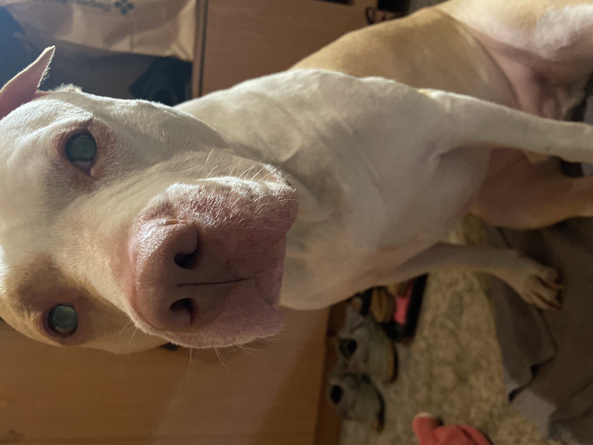 A medium shot captures a pit bull dog with white and tan coloring sitting on what appears to be a rug or carpet. The dog's head is angled slightly to its left, with its gaze directed at the camera. Its eyes are a striking blue-green, and its nose is a light pink. The dog's ears are partially visible, one folded down and the other slightly raised. In the blurred background, a pair of athletic shoes is visible, along with what appears to be a shopping bag. The lighting in the image suggests an indoor setting, with warm tones dominating the background.
