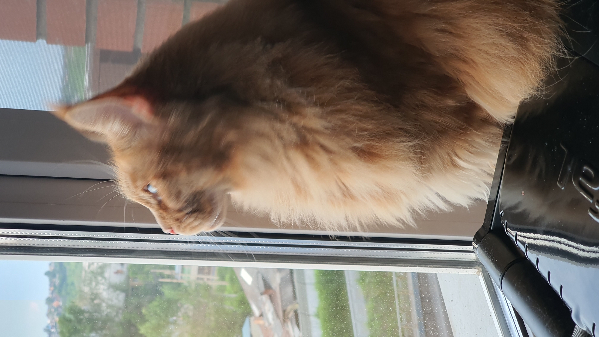 An orange tabby cat with blue eyes is resting on a windowsill, looking out a window. The cat has long fur and appears relaxed. The window looks out onto a blurry background of greenery and buildings, suggesting an outdoor or urban setting. The image is taken from a low angle, with the cat's head in the foreground and its body extending out of frame. Sunlight is visible on the cat's fur, indicating it is daytime. The scene is indoors, with the cat on the sill of a window. A black object, possibly a piece of furniture or appliance, is partially visible on the right side of the frame. There is no discernible text in the image.