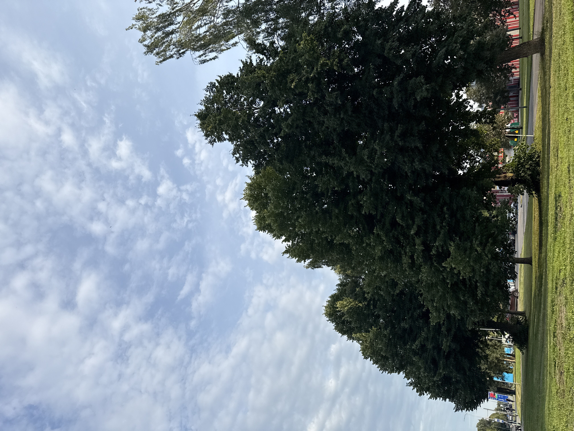 A low-angle, full shot captures a line of mature, leafy green trees against a pale blue sky with scattered white clouds. The trees dominate the lower two-thirds of the frame, their dense canopies casting shadows on the neatly manicured green grass below. To the left, a street scene unfolds with cars and pedestrians visible on a sidewalk adjacent to a row of buildings. A bright blue sign with red lettering stands prominently near the sidewalk. The overall impression is one of an urban park or green space bordering a commercial area.
