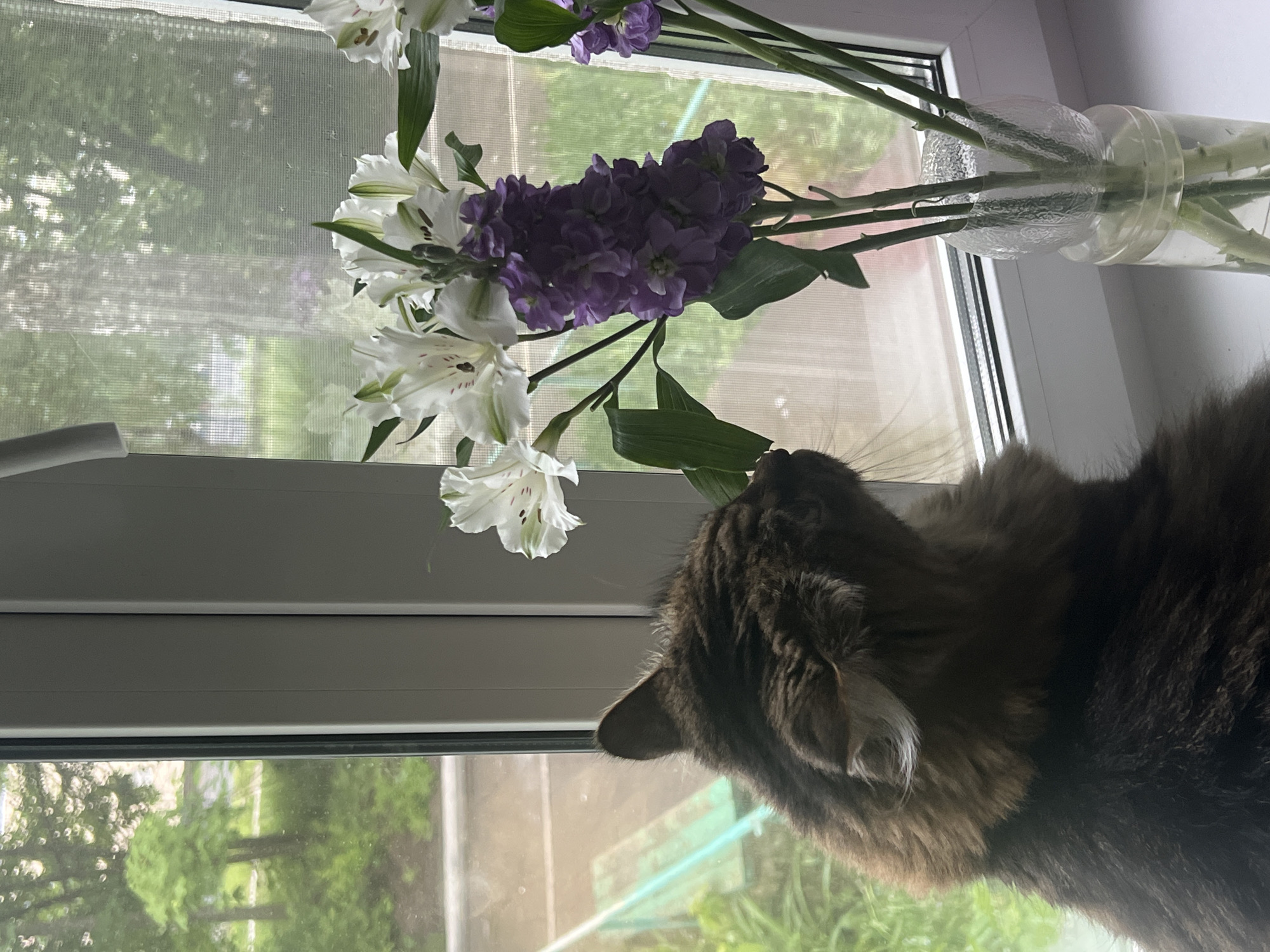 This image, located in Chaikovsky, Russia, depicts a domestic long-haired cat positioned indoors before a sunlit window, facing a bouquet of flowers on the windowsill. The cat, displaying a brown tabby pattern with visible ear tufts, has its back and right profile visible, appearing to sniff or observe the flowers. The bouquet consists of white Alstroemeria and a dense cluster of purple Matthiola incana blooms, arranged in a two-part clear glass or plastic vase on a white windowsill. Through the window, green deciduous trees and foliage are visible, indicating an outdoor environment. A light blue-green metal structure, possibly a fence or playground equipment, is partially discernible in the lower left background. The right window pane is covered by a visible screen, while the left pane is clear, both framed by white window sashes. Natural daylight illuminates the scene.