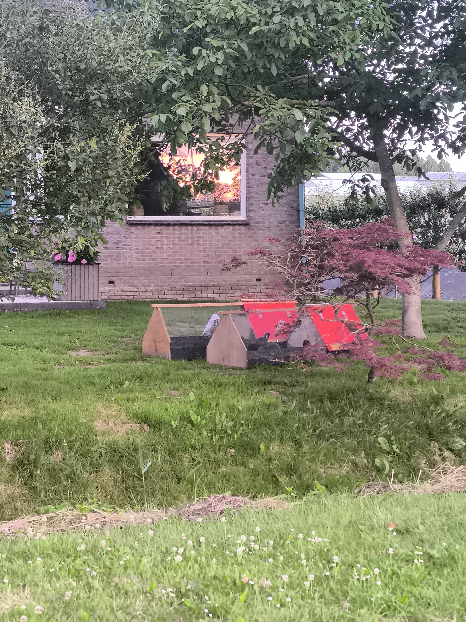 In the city of Almere, Netherlands, a backyard scene is depicted. A brick house with a window reflecting sunlight is partially visible behind lush green trees. In the foreground, a patch of grass features a small, rustic structure constructed from wood and covered with red material, possibly a chicken coop or animal shelter. A Japanese maple tree with purple foliage is situated next to the structure, and a stone planter filled with pink flowers is visible to the left. The ground is covered in green grass, with some wildflowers scattered throughout, and a drainage ditch runs along the bottom of the frame. The overall impression is one of a tranquil, residential outdoor space during daylight hours.