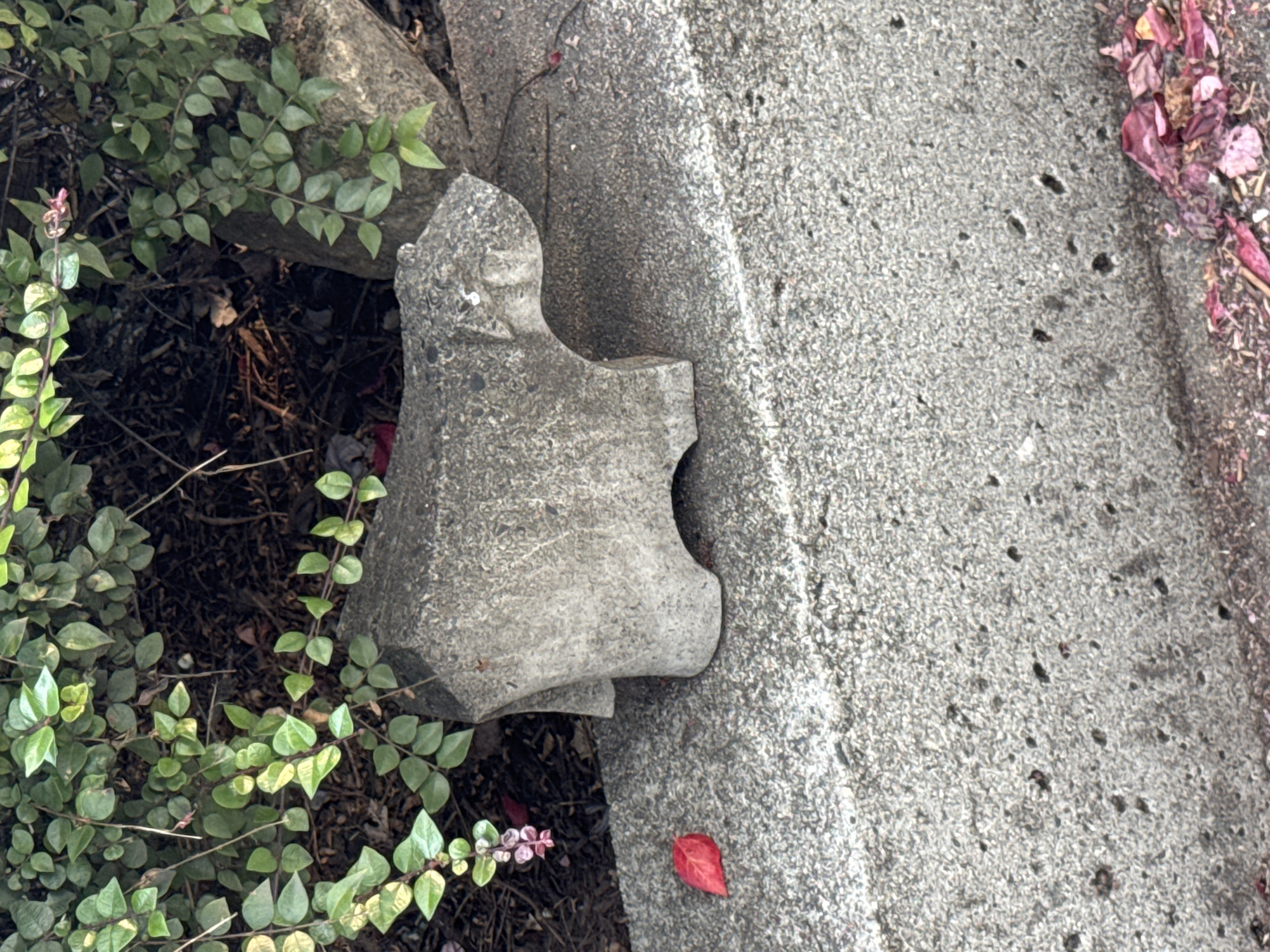 A concrete statue of a bear is positioned on a concrete ledge, partially obscured by lush green foliage. The statue is grey with visible textures and appears to be an outdoor decoration. A single red leaf rests on the ledge in front of the statue, and fallen pink and red petals are scattered around the base of the ledge. The background consists of more greenery and dark soil. The scene is likely in a garden or park setting within the city of North Vancouver, Canada.