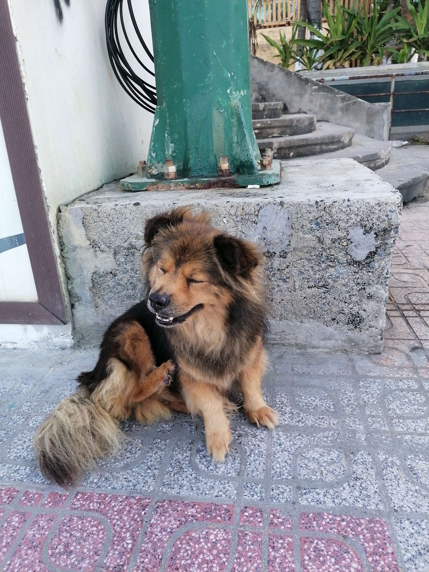 A medium-sized, brown and black dog with long fur sits on a tile-paved area in Nha Trang Ward, Vietnam. The dog is scratching its neck with its hind leg and has its eyes closed. It is positioned next to a concrete base for a green, cylindrical metal post. A building with a brown-framed window is to the left, and concrete steps and vegetation are visible in the background.
