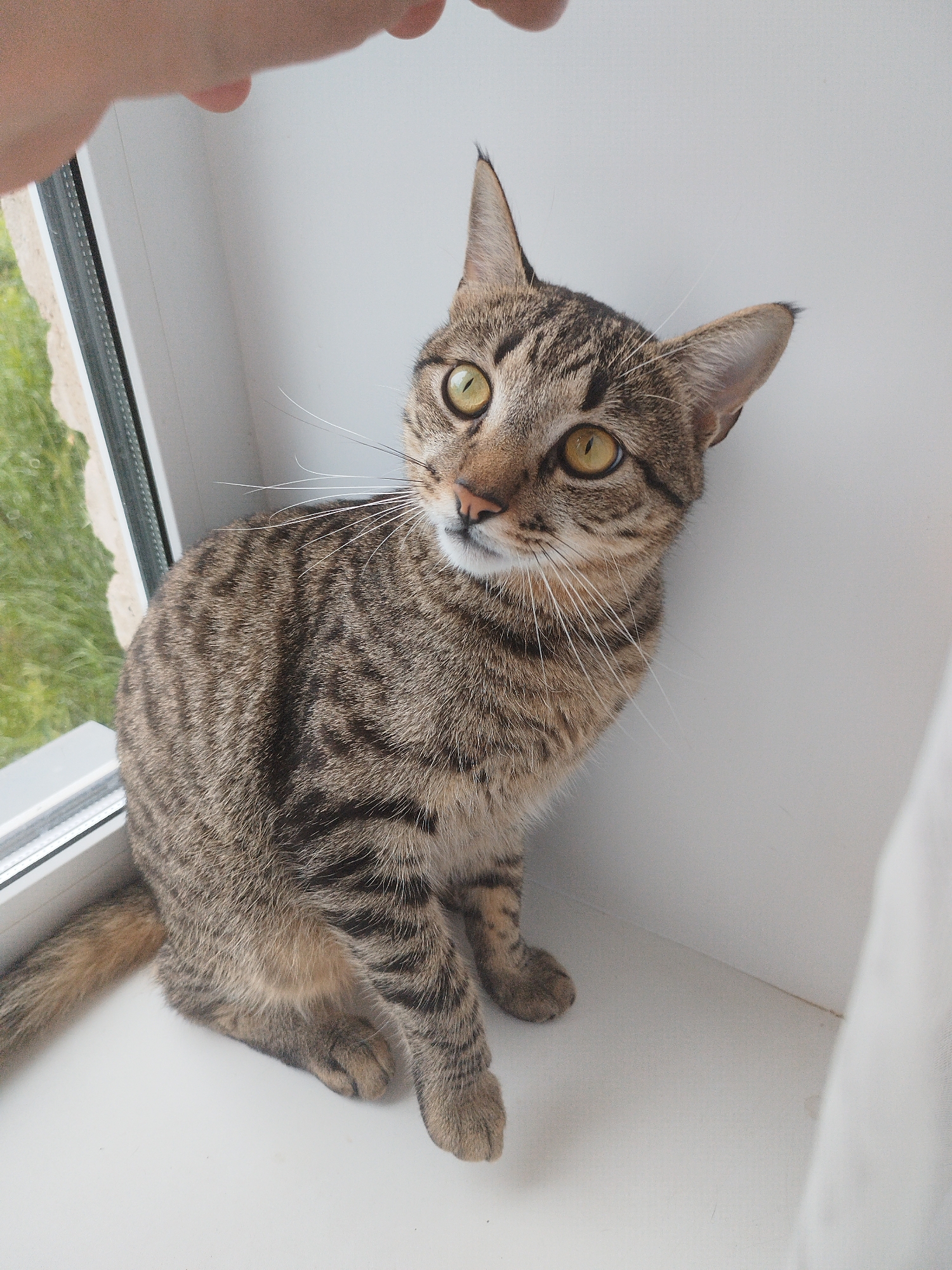 A tabby cat sits on a white windowsill. The cat is facing the camera with its body angled to the left. Its tail is curled to its left side. Green grass is visible through a window to the left of the cat. A white curtain is to the right of the cat. A person's hand is visible in the upper left corner of the image, reaching towards the cat. The cat's eyes are wide and yellow. Its fur is a mix of brown, black, and gray stripes. The cat's ears are pointed.