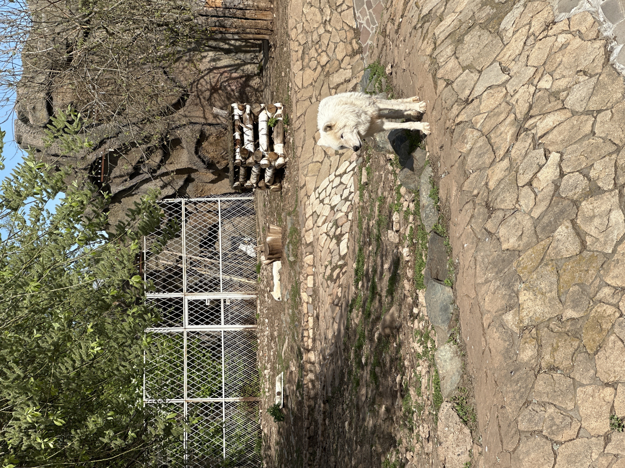 The image depicts a white wolf standing on a stone surface. The wolf is facing slightly away from the camera and has a thick, white coat. Behind the wolf is a pile of wooden logs and a structure made of metal mesh. To the left of the metal structure, there are trees and rocks, suggesting a naturalistic environment. The location is likely a zoo or wildlife park in Izhevsk, Russia. The overall scene suggests a captive animal in a semi-natural enclosure.