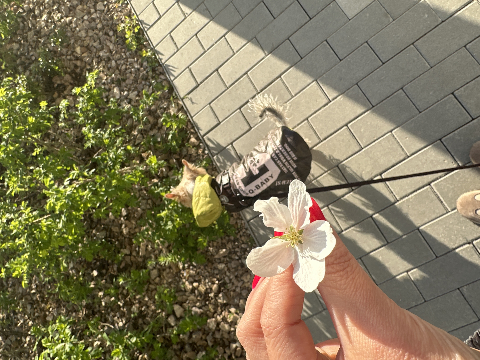 A high-angle shot reveals a hand holding a white flower with five petals, its yellow center in sharp focus. The hand, with red nail polish on the visible fingernail, is fair-skinned. Behind the hand, a small dog, seemingly wearing a dark colored jacket with white inscriptions and a yellow collar, stands on a gray brick sidewalk, its leash extending towards the lower right corner. The dog is positioned near some green shrubs that border the sidewalk, which is partially covered in shadows. Patches of sunlight fall on the ground near the bushes. The composition of the image, objects, and subjects are indicative of being taken on a walk.
It is not possible to determine if this photo was taken in the city of Yekaterinburg, Russia based on the image alone.