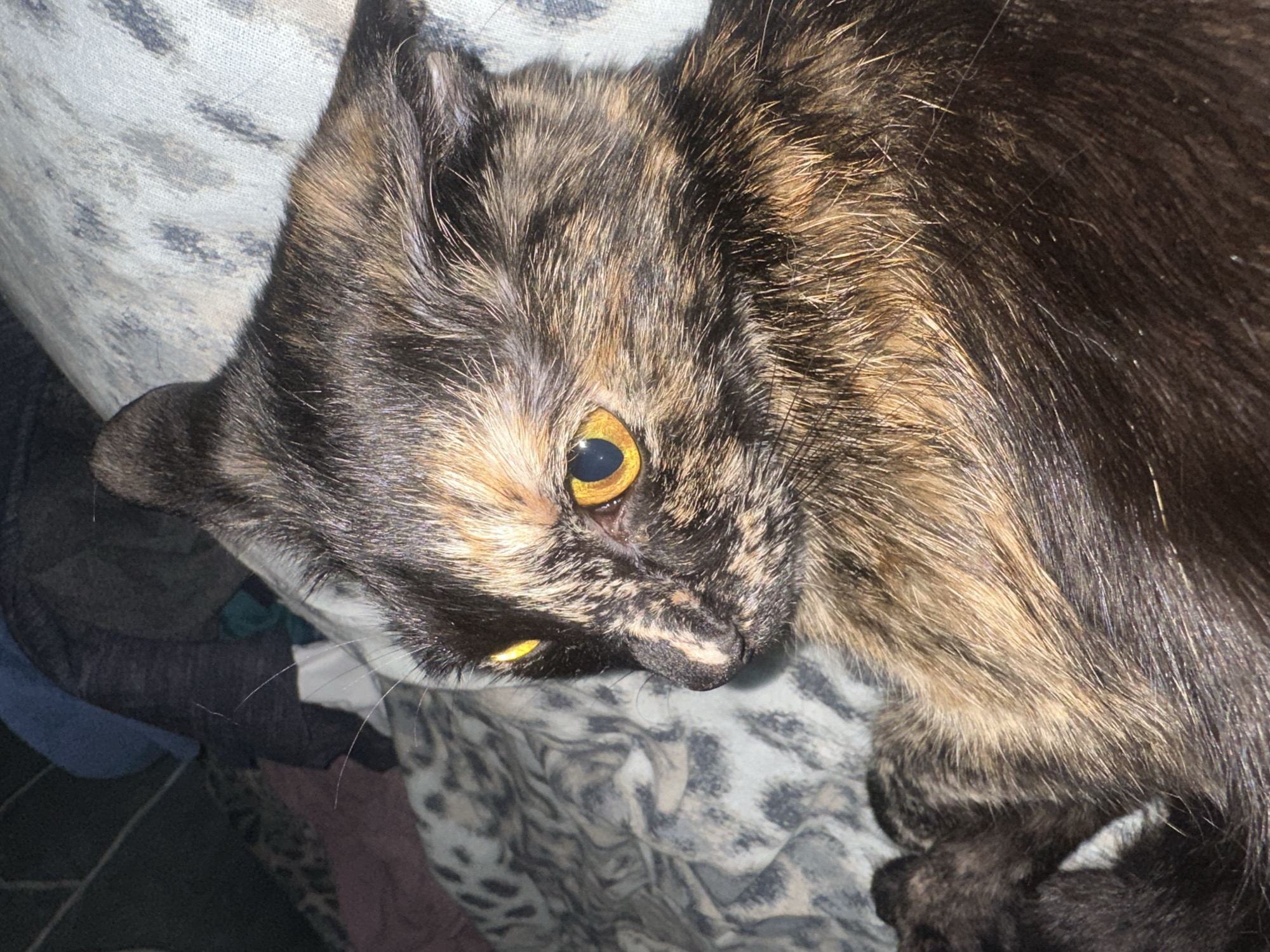 A tortoiseshell cat with bright yellow eyes is lying on a bed with a patterned throw. The cat is looking to the left of the frame, with its ears slightly flattened back. The background is cluttered with various items of clothing. No specific location in the city of Virki, Russia can be determined from the image.