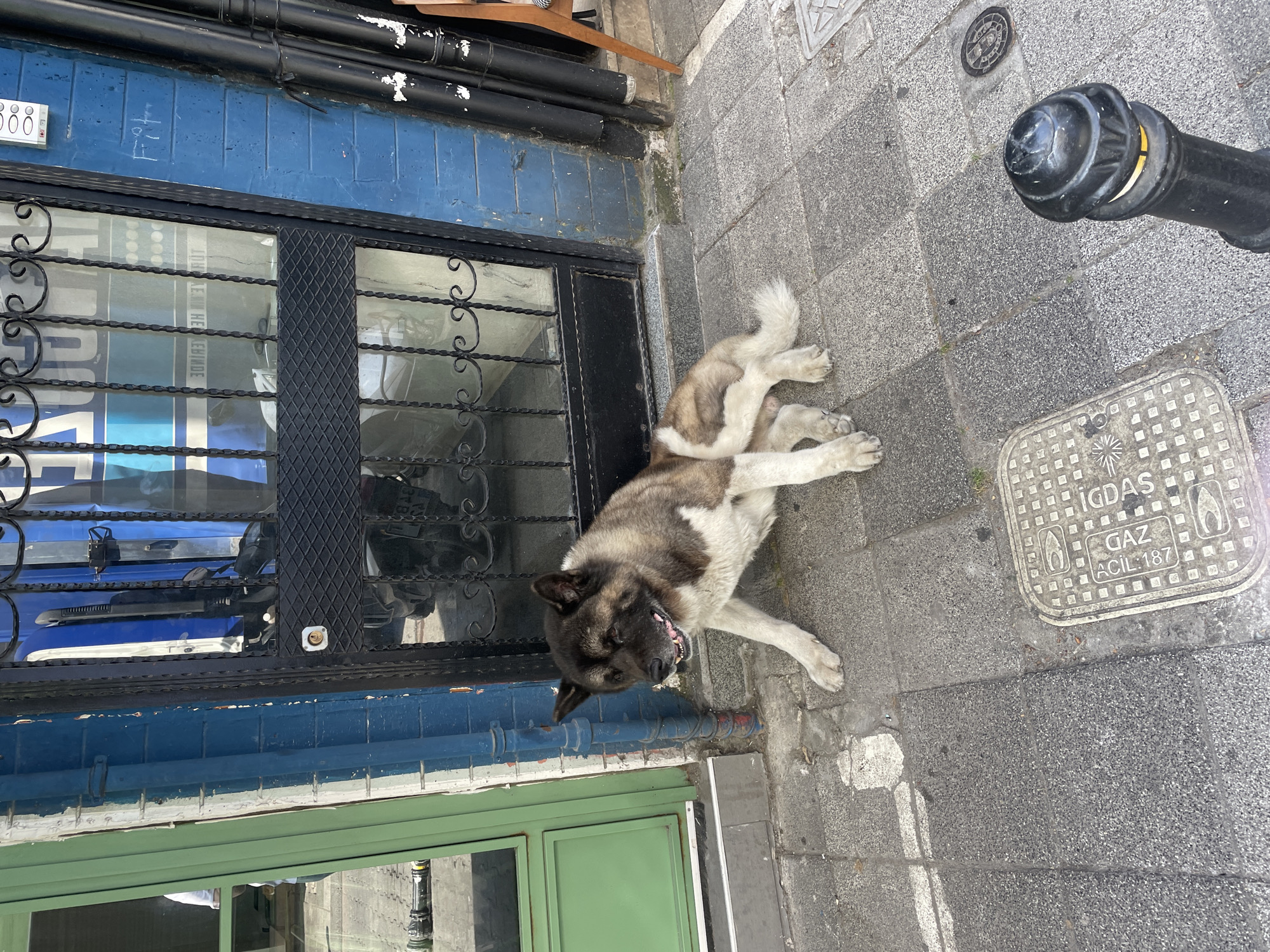 An Akita-mix dog is sitting on a grey, tiled sidewalk in front of a blue-bricked building. The dog is facing right, with its mouth open and tongue slightly visible. Its fur is a mix of brown, black, and white. Behind the dog is a black metal gate with a diamond pattern. Through the gate, a motorcycle is visible. To the left of the dog is a green-framed window. The building's facade is painted blue, with a section of white-painted brickwork visible near the green window. Black pipes run vertically along the right side of the building. The sidewalk also features a metal manhole cover with text that appears to read "IGDAS GAZ ACIL:187". A black bollard with a yellow band is present in the foreground, to the right. The scene appears to be on a street in Kadıköy, Turkey, given the presence of the "IGDAS" manhole cover, which is associated with the natural gas distribution company in Istanbul.