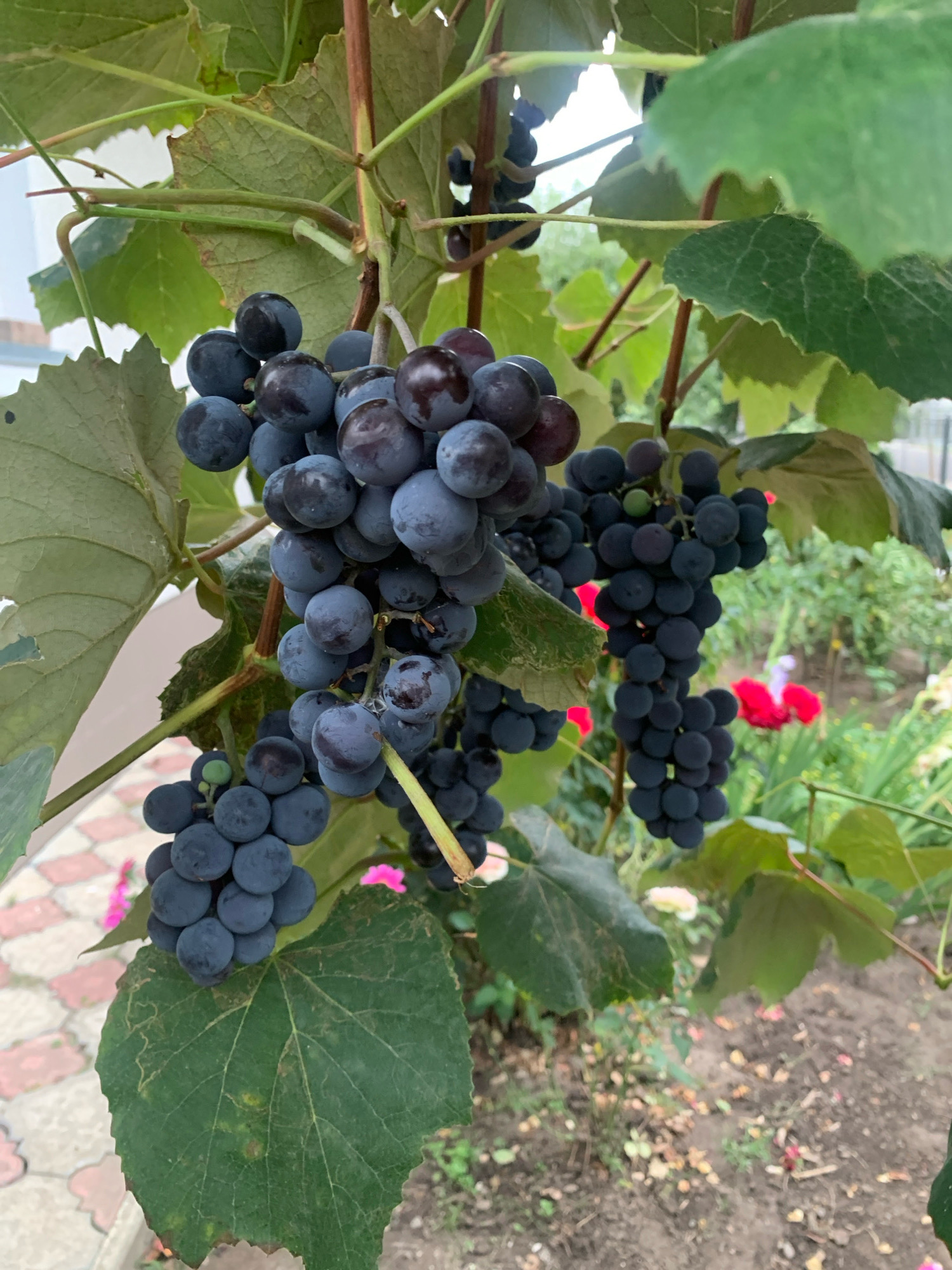 The image displays a cluster of dark purple grapes hanging from a vine. The grapes are plump and clustered tightly together, with a slight dusty bloom on their surface. Green leaves of the grape vine are visible, some with minor imperfections like holes or discoloration. In the background, out of focus, are hints of a garden with red and pink flowers, along with soil and paving stones. The overall scene suggests a garden setting in Kolomyia, Ukraine, likely during the late summer or early autumn harvest season. There are no people or animals present in the image.