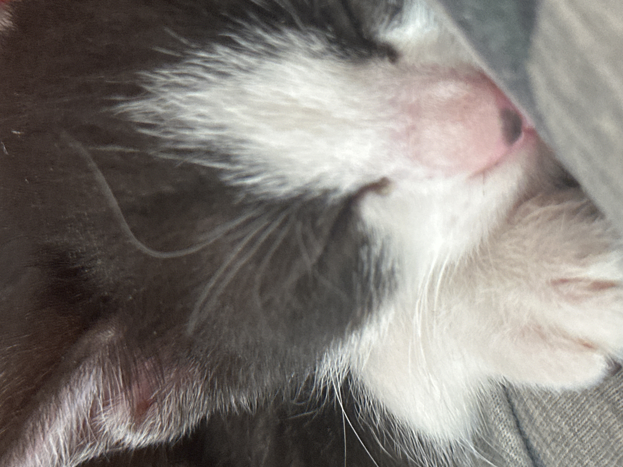 A close-up photograph depicts the face of a sleeping cat. The cat has a pink nose, white fur around its mouth, and grey fur around the ear. The cat appears to be resting on a grey fabric. The scene does not contain any information to determine the location in Budva, Montenegro.