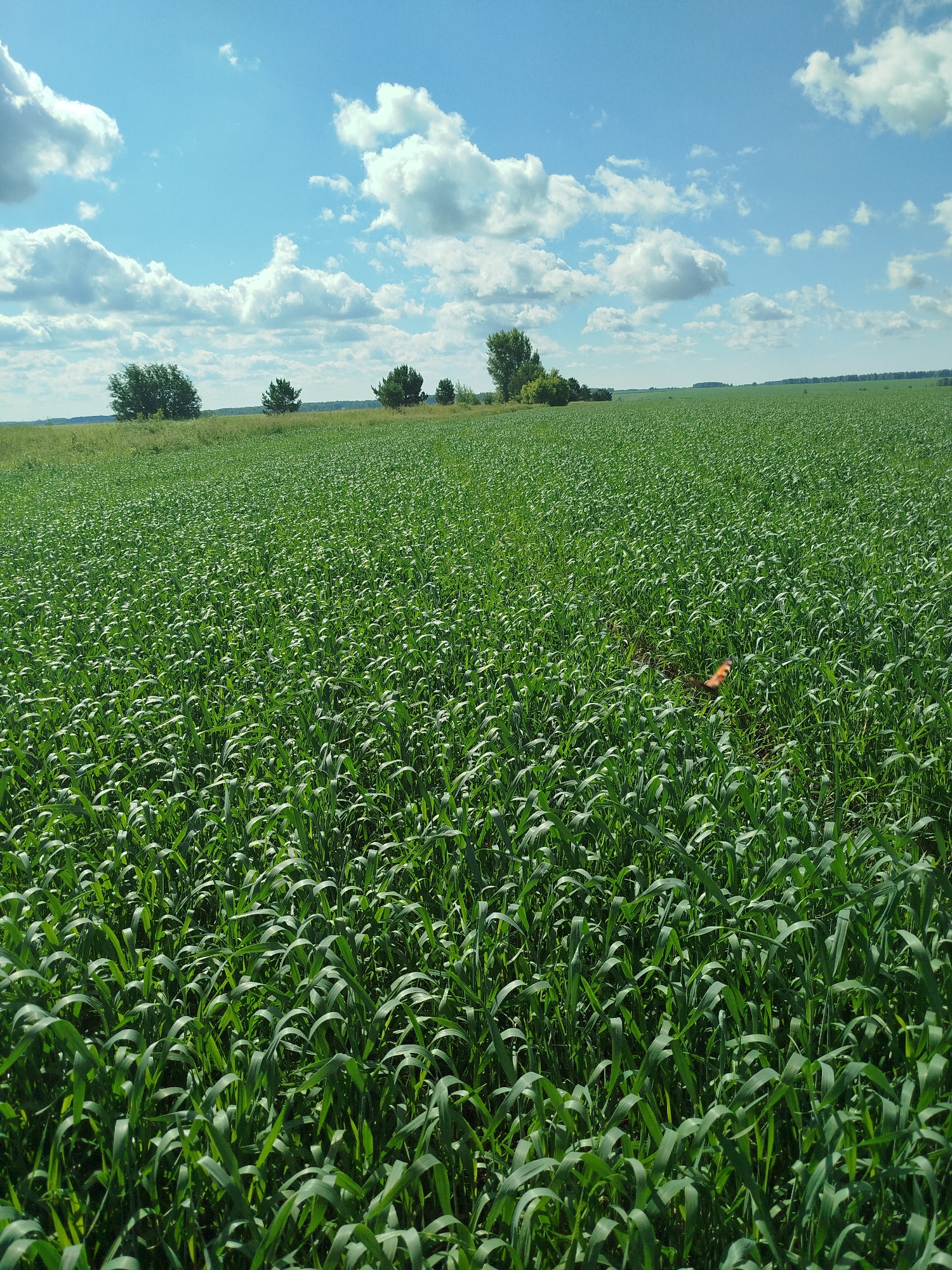 The image shows a vast, green field under a partly cloudy blue sky. The field is densely covered with tall, vibrant green grass or crops, creating a lush, textured surface that stretches to the horizon. In the distance, a line of trees is visible, forming a natural border to the field. The sky is bright with scattered white clouds, suggesting a clear, sunny day. The overall scene depicts a rural landscape, likely a farm or natural grassland. There are no people or specific structures visible in the immediate vicinity, emphasizing the expansive and natural environment. The overall impression is one of openness and natural beauty, characteristic of a countryside setting.