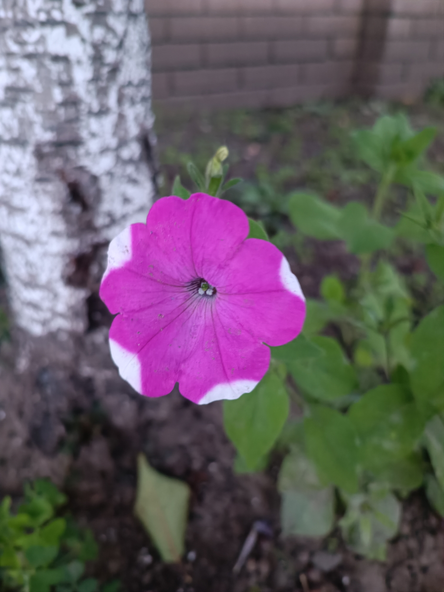 A vibrant pink petunia with white-tipped petals is the focal point of this close-up, outdoor shot. The flower, positioned slightly to the left of center, displays a delicate, ruffled texture and a dark center. Behind the petunia, to the left, a portion of a birch tree trunk with distinctive white and dark bark is visible. The background consists of soft green foliage and a blurred brick wall, suggesting a garden or park setting. The ground beneath the flower is a mix of dark soil and small pebbles. No people are present in the image. The scene appears to be in a residential or public garden area in Zaporizhzhia, Ukraine, given the context of the request.