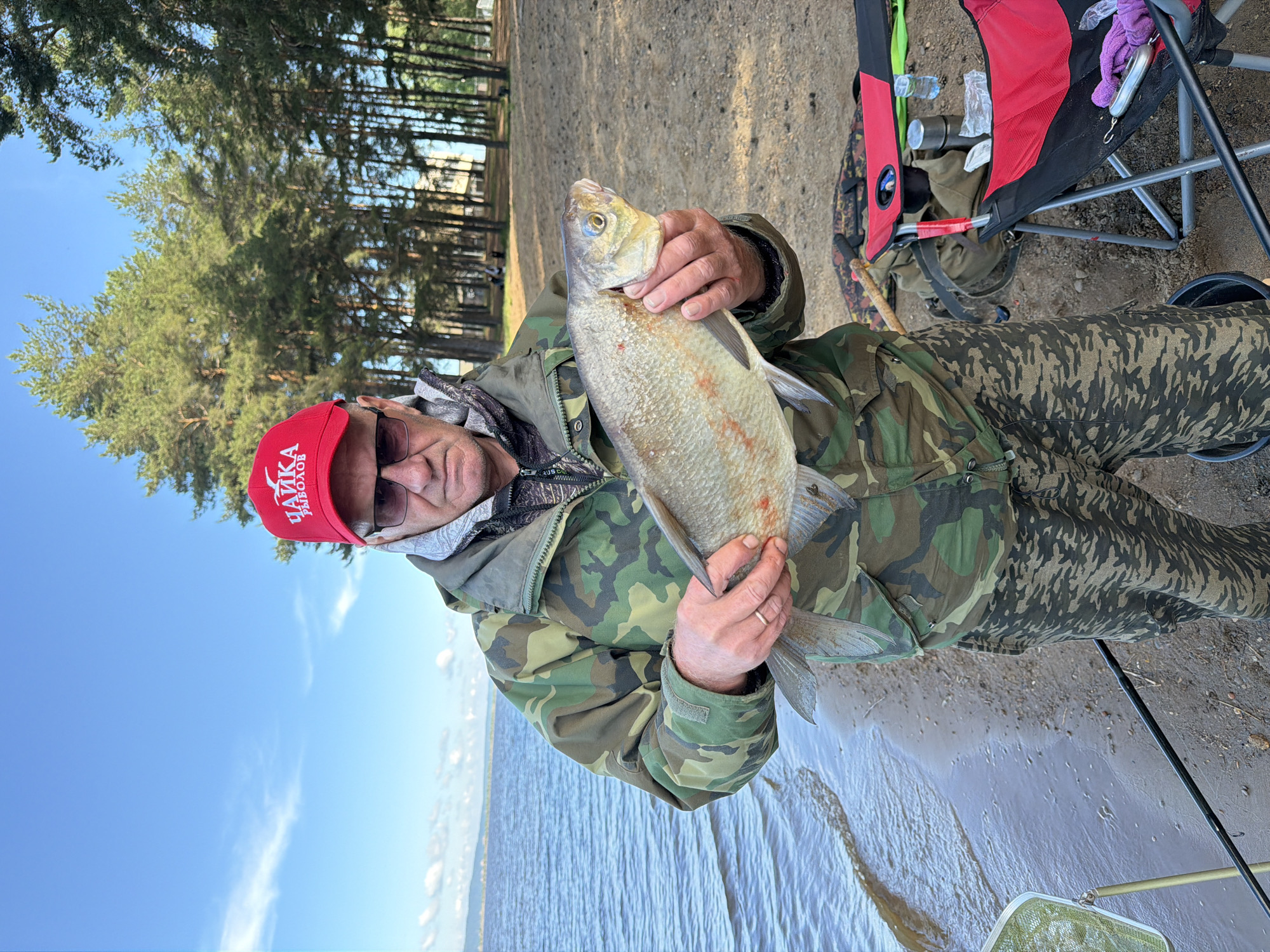 The image captures a man proudly holding a large fish by the water's edge in Chaikovsky, Russia. The man, positioned centrally in the frame, is wearing a green camouflage jacket and trousers, sunglasses, and a red baseball cap. The white text on his cap reads "ЧАЙКА РЫБОЛОВ," translating to "Chayka Fisherman." He holds a sizeable, pale-colored freshwater fish, possibly a bream, horizontally with both hands, showcasing his catch. The fish has large scales and a robust body.
The scene is set outdoors on what appears to be a clear, sunny day. A wide body of water, likely a lake or river, stretches behind the man, its surface showing gentle ripples. The shoreline is a sandy or muddy bank. In the background, a dense line of tall pine trees stands under a bright blue sky with a few faint clouds. To the man's right, typical fishing equipment is visible, including a red and black folding chair, a fishing rod, and a landing net partially submerged in the shallow water near the bank. Other items like a water bottle and a purple cloth are also seen near the chair. The bright light suggests it is daytime, either morning or afternoon. The overall atmosphere conveys a successful and enjoyable fishing excursion.