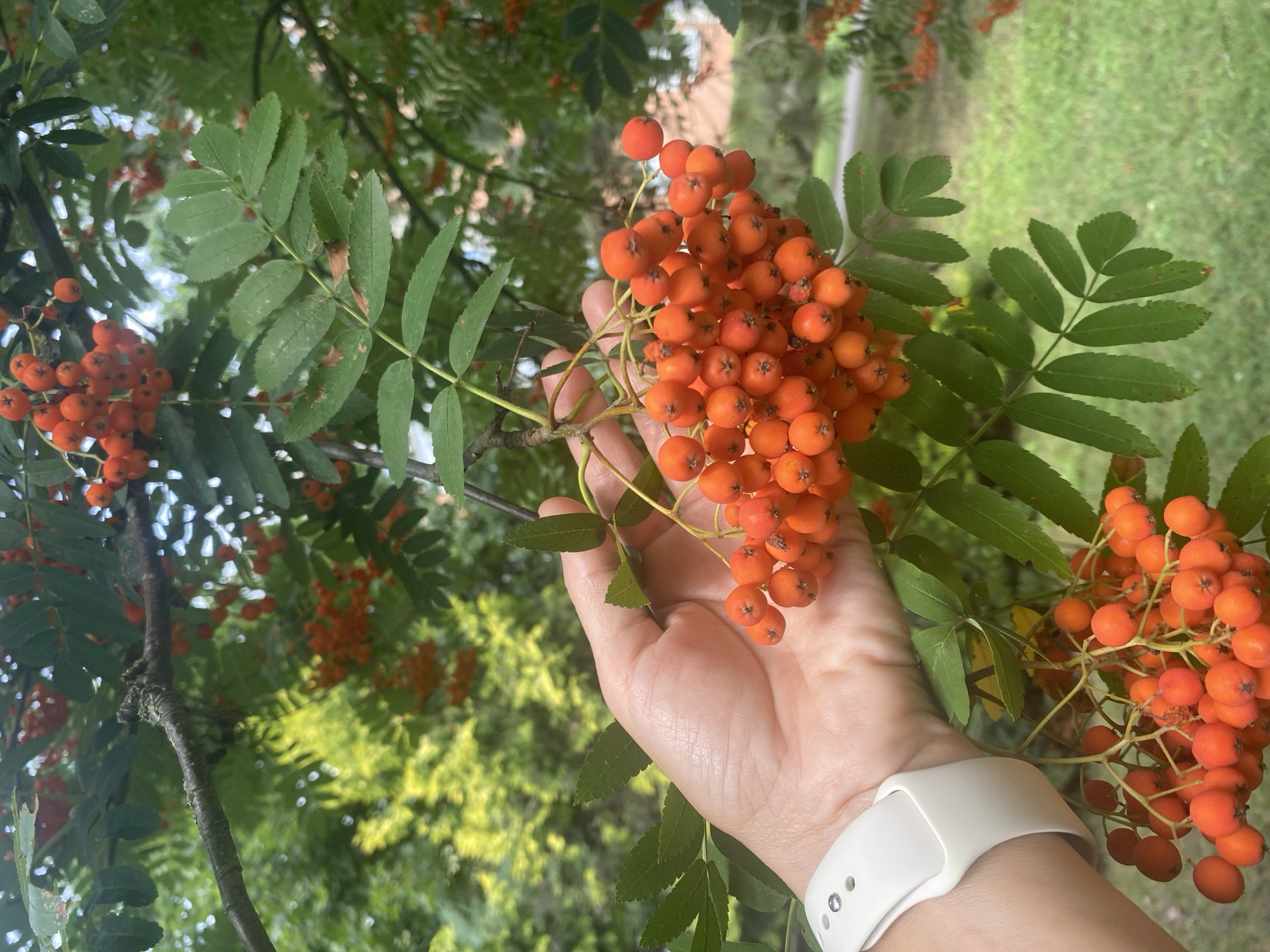 A person's hand, adorned with a white smartwatch, is shown holding a cluster of ripe rowan berries against a backdrop of lush green foliage. The berries are a vibrant orange-red and hang in dense bunches, some of which are also visible in the background on branches. The leaves of the rowan tree are compound and serrated. The scene appears to be an outdoor setting, possibly a park or garden, with soft green grass and other trees visible in the distance, suggesting a natural environment within the city of Buk, Poland. The lighting is diffused, indicating it might be an overcast day or the image was taken in partial shade.