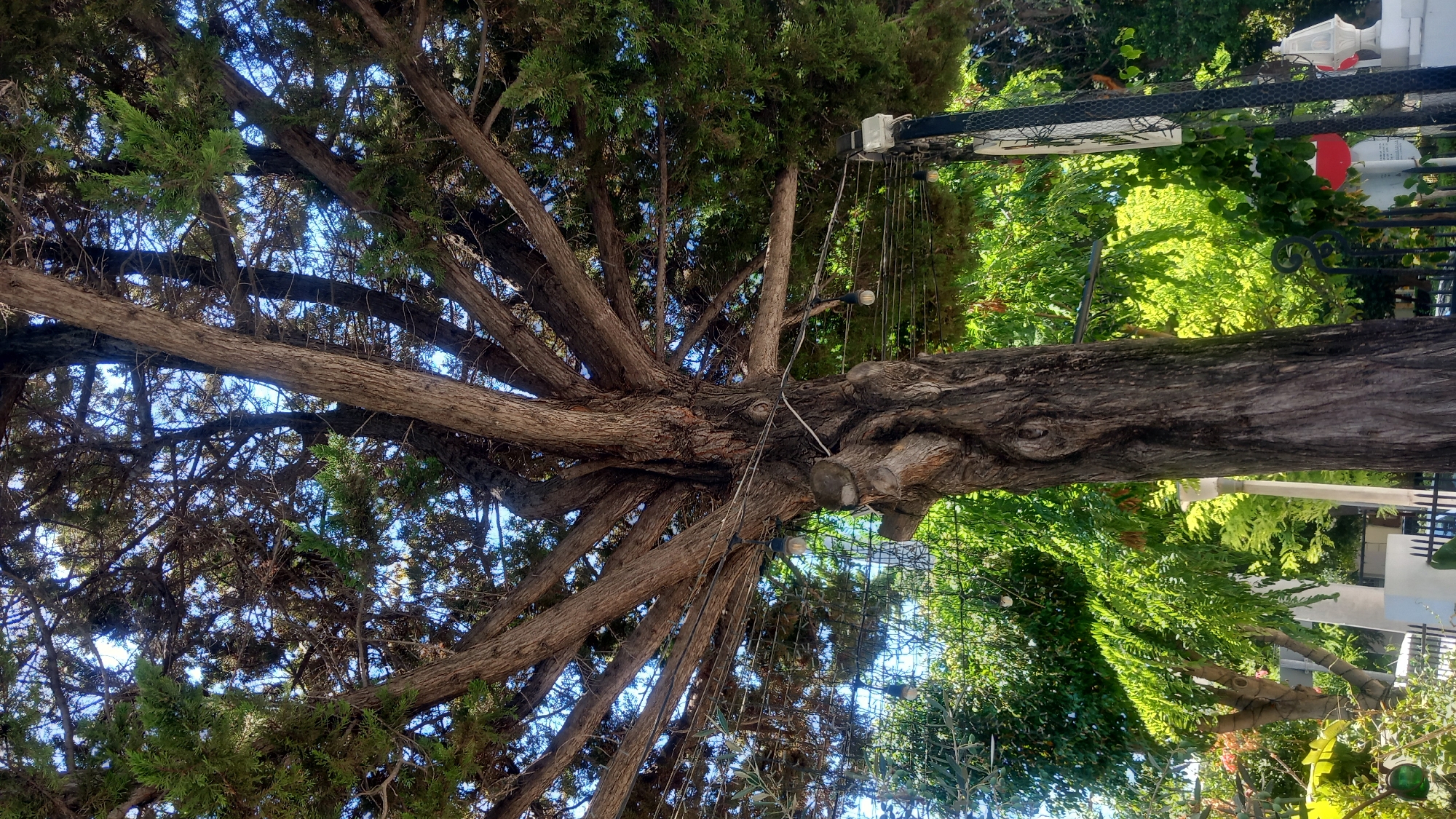 A large tree with a thick, textured trunk dominates the foreground of this image, its branches fanning outwards and upwards. Numerous smaller branches extend from these main limbs, creating a dense canopy of green foliage against a bright blue sky. Several strands of what appear to be string lights are visible, draped between branches and extending across the frame, with some bare bulbs attached.
In the background, a variety of other trees and lush green vegetation are visible, suggesting a garden or park-like setting. The sunlight filters through the leaves, creating dappled light and shadow. The lower part of the image reveals parts of a fence and some architectural elements, including what looks like lampposts or decorative pillars, and possibly part of a building.
This image was taken in the city of Kos, Greece. The specific location appears to be a residential area or a public garden, possibly near a street, given the presence of string lights and what might be utility poles or decorative lighting fixtures. The overall impression is one of a sun-drenched, verdant outdoor space. No people are present in the image.