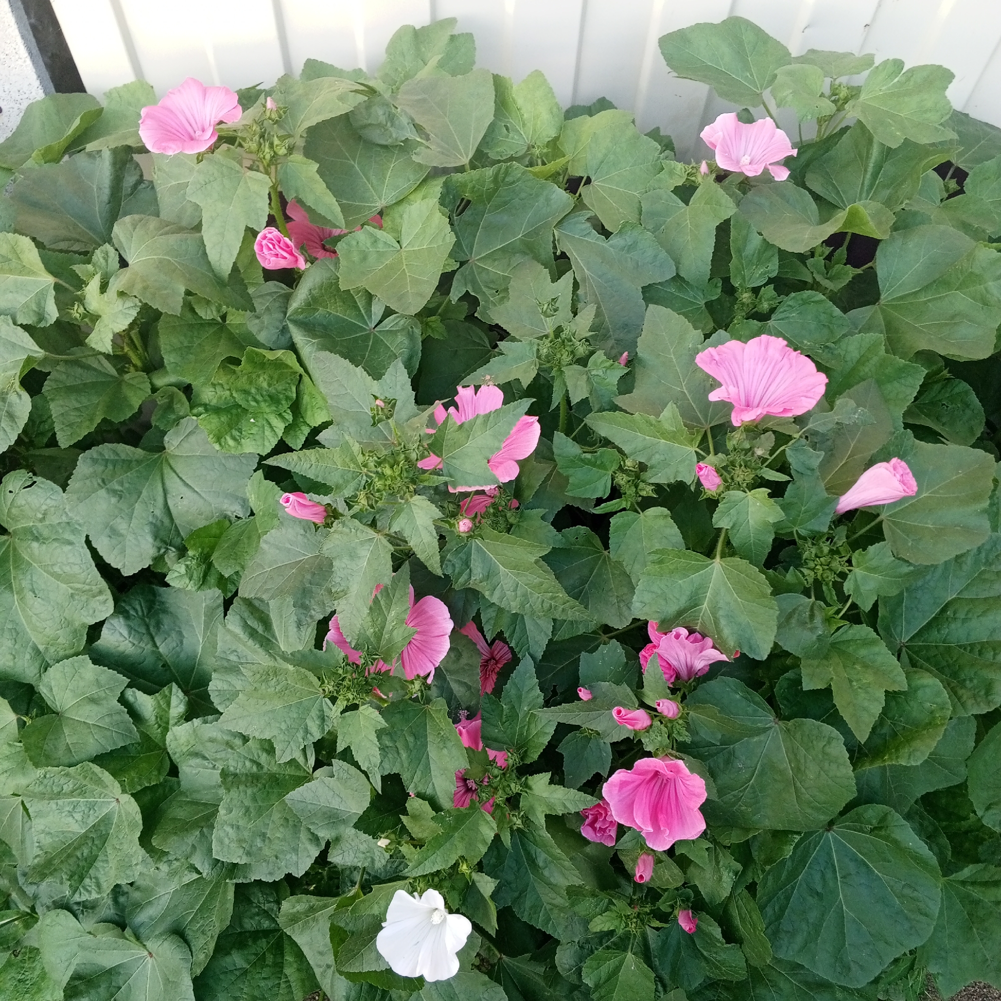 The image displays a dense cluster of green, heart-shaped leaves, indicative of a healthy plant, likely located outdoors. Interspersed among the foliage are several vibrant pink flowers with delicate, ruffled petals and a single white flower. Some of the pink flowers are fully open, revealing their intricate structure, while others are in bud form, suggesting ongoing blooming. The background is dominated by a white, vertical, slatted surface, possibly a fence or wall, which provides a clean contrast to the natural elements. The overall impression is one of a lush garden or cultivated area. This scene is located in Sayanogorsk, Russia.