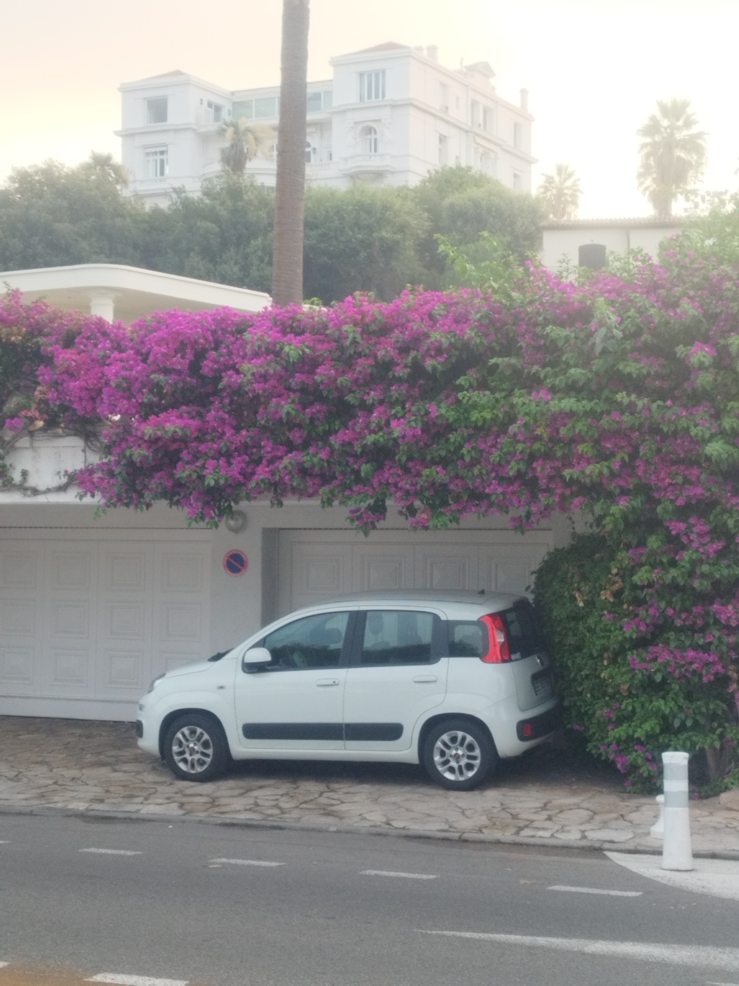 A white Fiat Panda is parked on a stone-paved driveway in front of a white garage door. The car is positioned at an angle, with its front facing towards the viewer's left. The garage is partially obscured by vibrant pink bougainvillea flowers and green foliage that spills over the top of the garage door and wall. Behind the garage, a large white building with multiple stories and a classical architectural style is visible. Palm trees and other lush greenery surround the building, suggesting a well-maintained property. The scene is set against a soft, hazy sky, possibly indicating early morning or late afternoon. The presence of a road with white markings in the foreground suggests a street or public access area. This scene appears to be located in Antibes, France, characterized by the Mediterranean architecture and abundant flowering plants.
