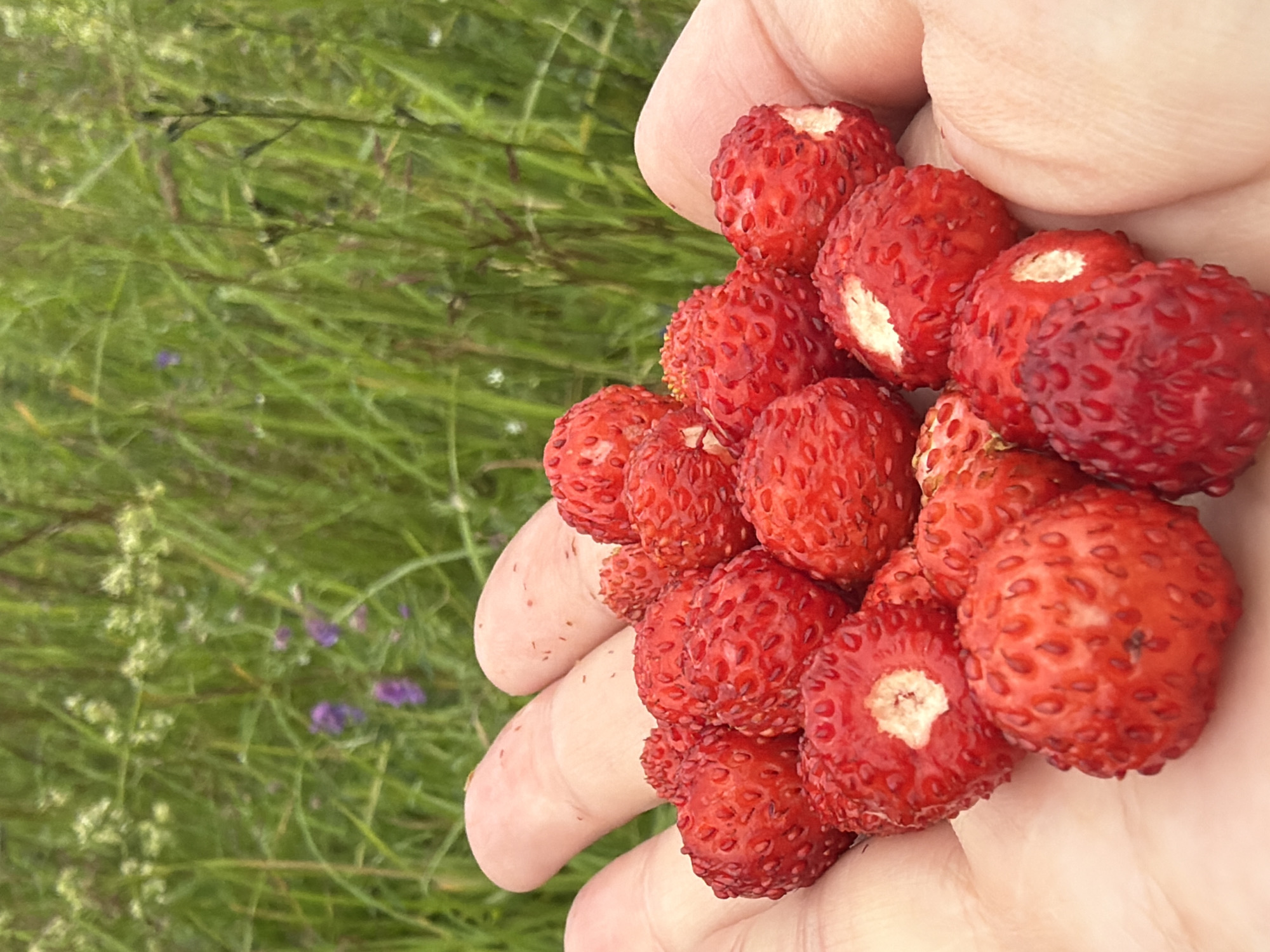 In Kerro Massiv, Russia, a close-up shot captures a hand holding a cluster of wild strawberries. The berries are small, bright red, and covered in visible seeds. The hand, with visible fingerprints, is gently cupped, showcasing the harvested fruit against a backdrop of lush green grass and faint purple wildflowers. The lighting suggests an outdoor setting, likely during daylight hours. The focus is sharp on the strawberries and the hand, while the background is softly blurred.