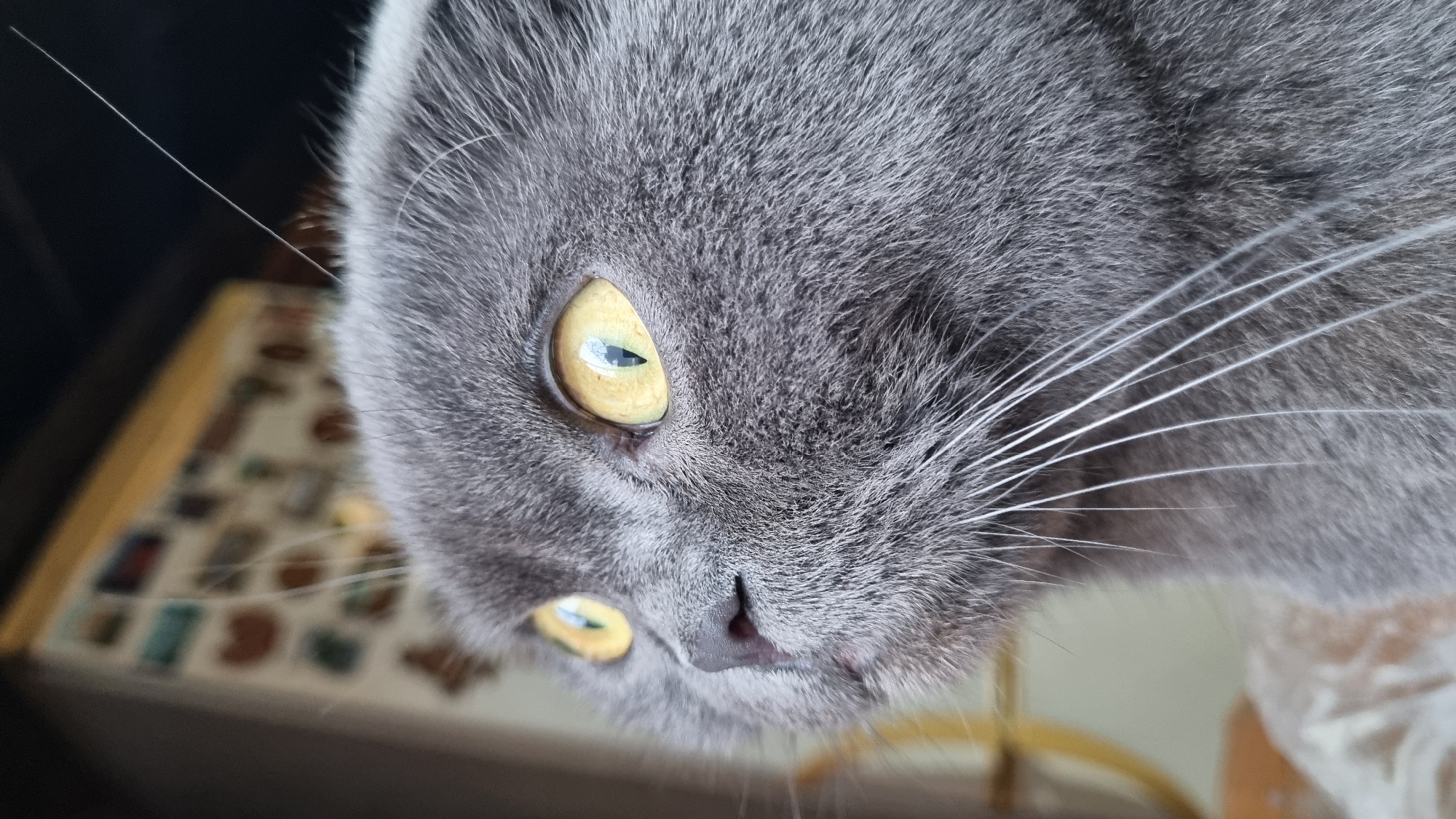 A close-up, eye-level, outdoor shot focuses on a grey cat's face as it looks to the left. The cat's head is turned away from the camera, showing its profile. Its yellow eyes, with dark vertical pupils, are wide and alert. The cat's nose is a dark grey, and its whiskers are long and white. The background is blurred, but hints of a refrigerator with magnets on it and a window frame suggest an indoor setting, possibly in a kitchen or living area in Vysokoe, Russia. The lighting is natural, coming from the side.