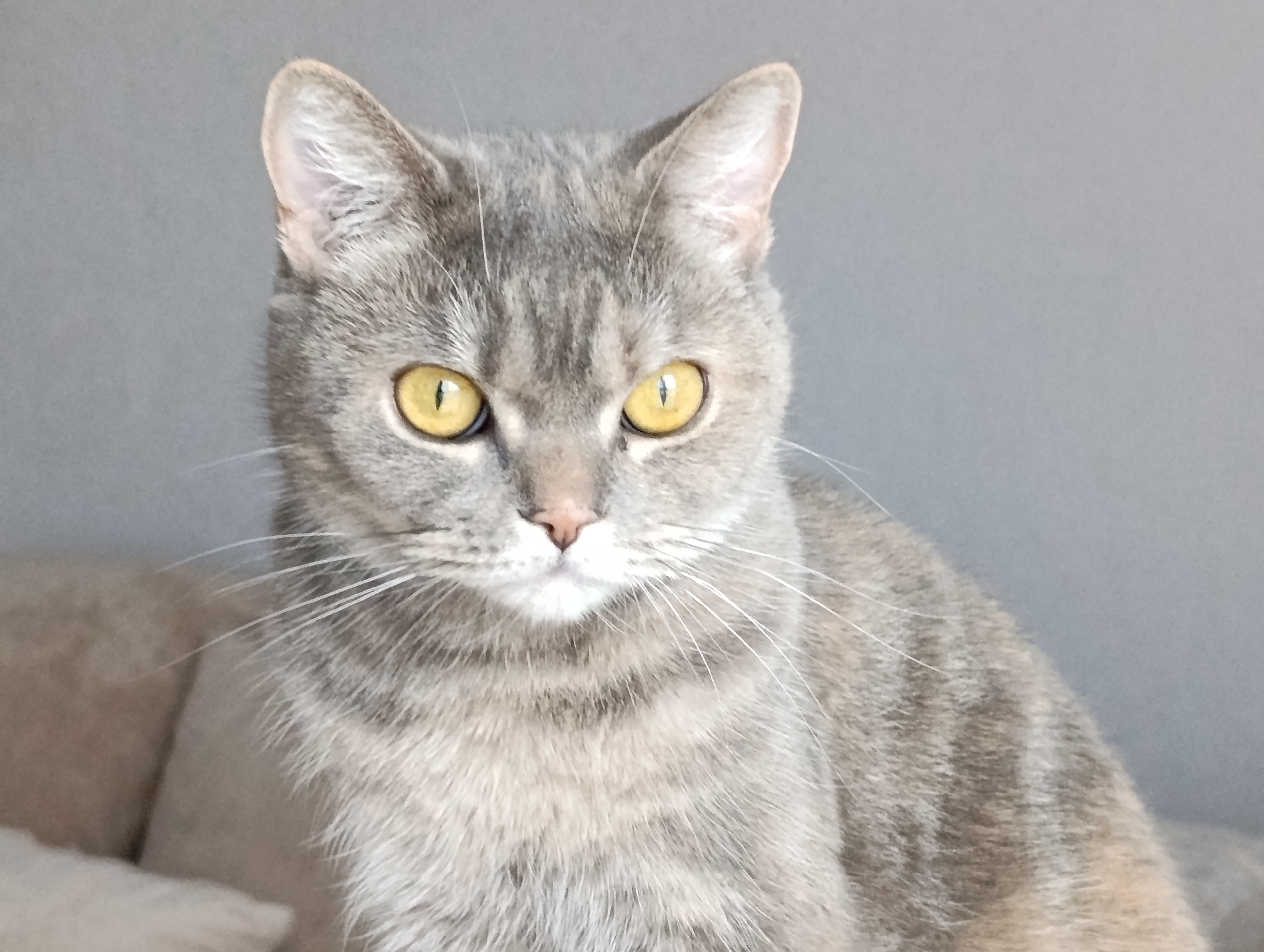 A close-up, head-and-shoulders shot of a light gray tabby cat with striking yellow eyes is centered against a blurred, neutral gray background. The cat's fur has subtle darker tabby markings, and its long white whiskers are prominent. The cat is looking directly at the camera with a calm, observant expression. The environment suggests an indoor setting, possibly a home, with a soft, light-colored surface visible in the lower left corner. There is no indication of the city of Chaikovsky, Russia, or any other specific location.