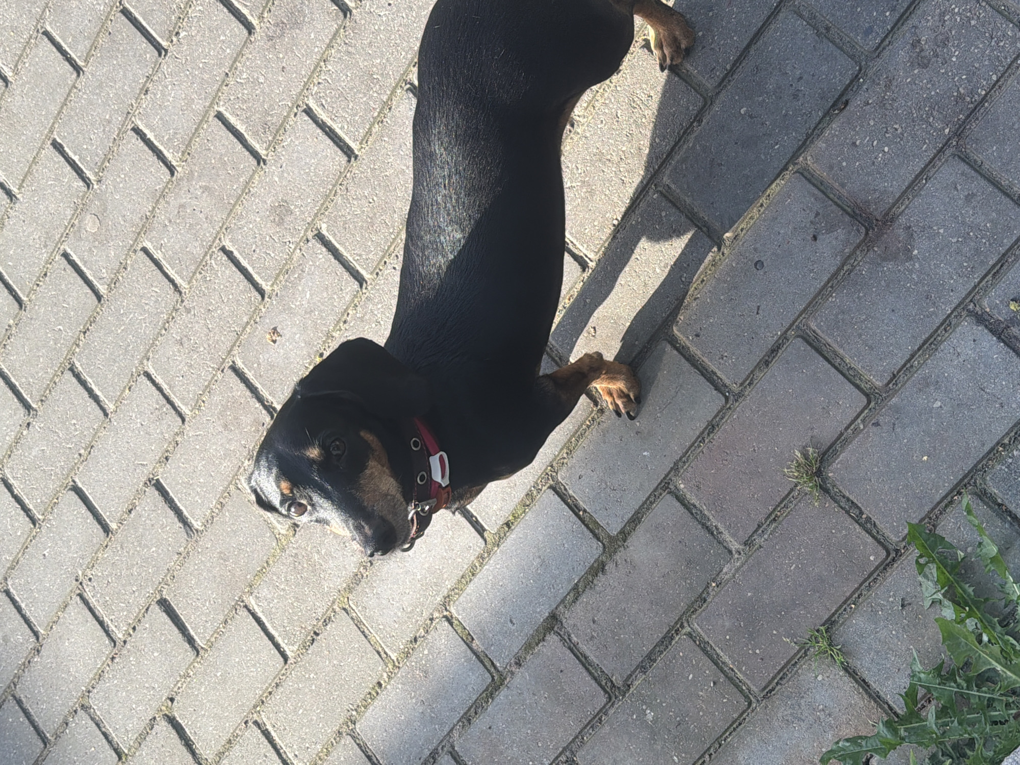A black and tan dachshund dog with a red collar stands on a patterned brick walkway bathed in sunlight, casting a shadow to its left. The dog is facing left, looking upwards with its ears perked. The walkway is composed of interlocking rectangular bricks laid in a herringbone pattern. Some weeds are visible growing between the bricks in the lower left corner of the image. The background consists of more brickwork, indicating an outdoor urban or suburban environment. This scene is located in Kaliningrad, Russia.