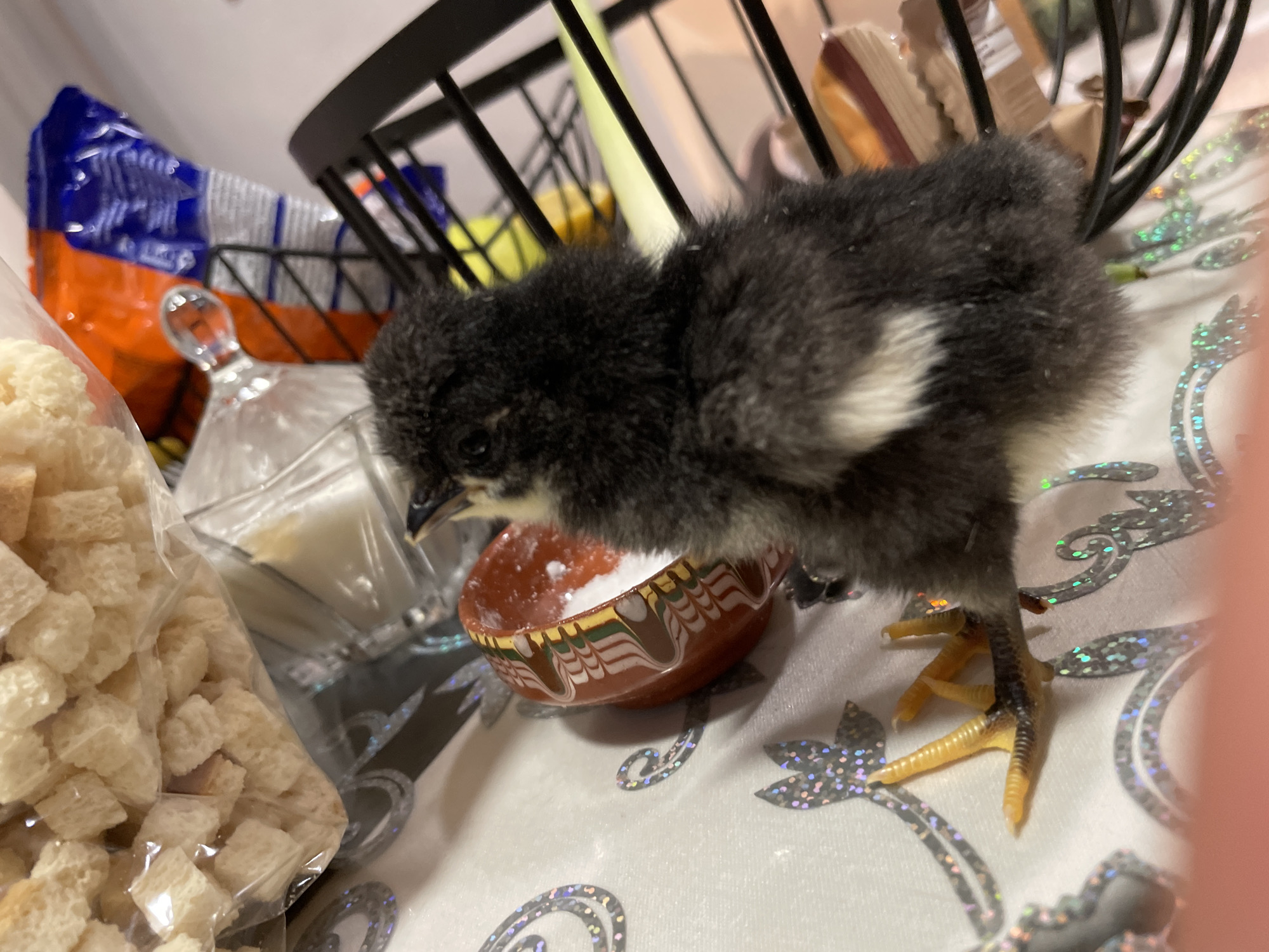 A close-up shot features a young, fluffy black chick with a small white patch, drinking from a small, reddish-brown ceramic bowl filled with white powder. The chick's yellow feet are visible on a white tablecloth decorated with shimmering silver and gray designs. To the left, a clear plastic bag filled with croutons and a glass sugar dispenser containing white granulated sugar are visible. In the background, a black wire basket holds items. The location is not specified, and there is no indication that the photo was taken in Zlatograd, Bulgaria.