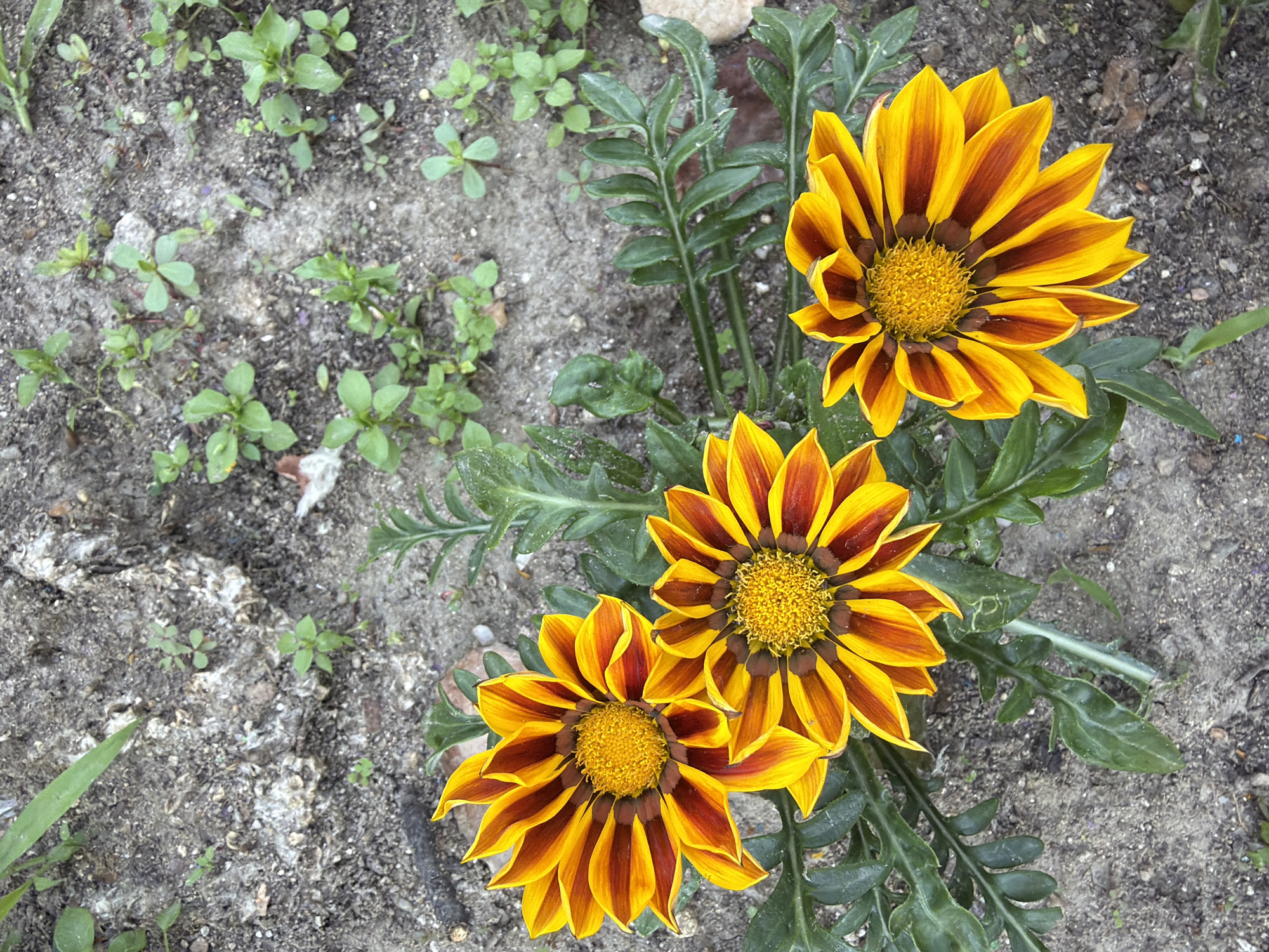 A close-up, high-angle shot showcases three gazania flowers in bloom, with their striking yellow and deep red striped petals and yellow centers. The flowers are growing in a patch of dry, greyish soil interspersed with small green weeds and a few larger stones. A sprig of green foliage is visible in the upper left corner. The scene appears to be a garden or a natural outdoor setting, possibly in Pazardzhik, Bulgaria. There are no people or animals present in the image.