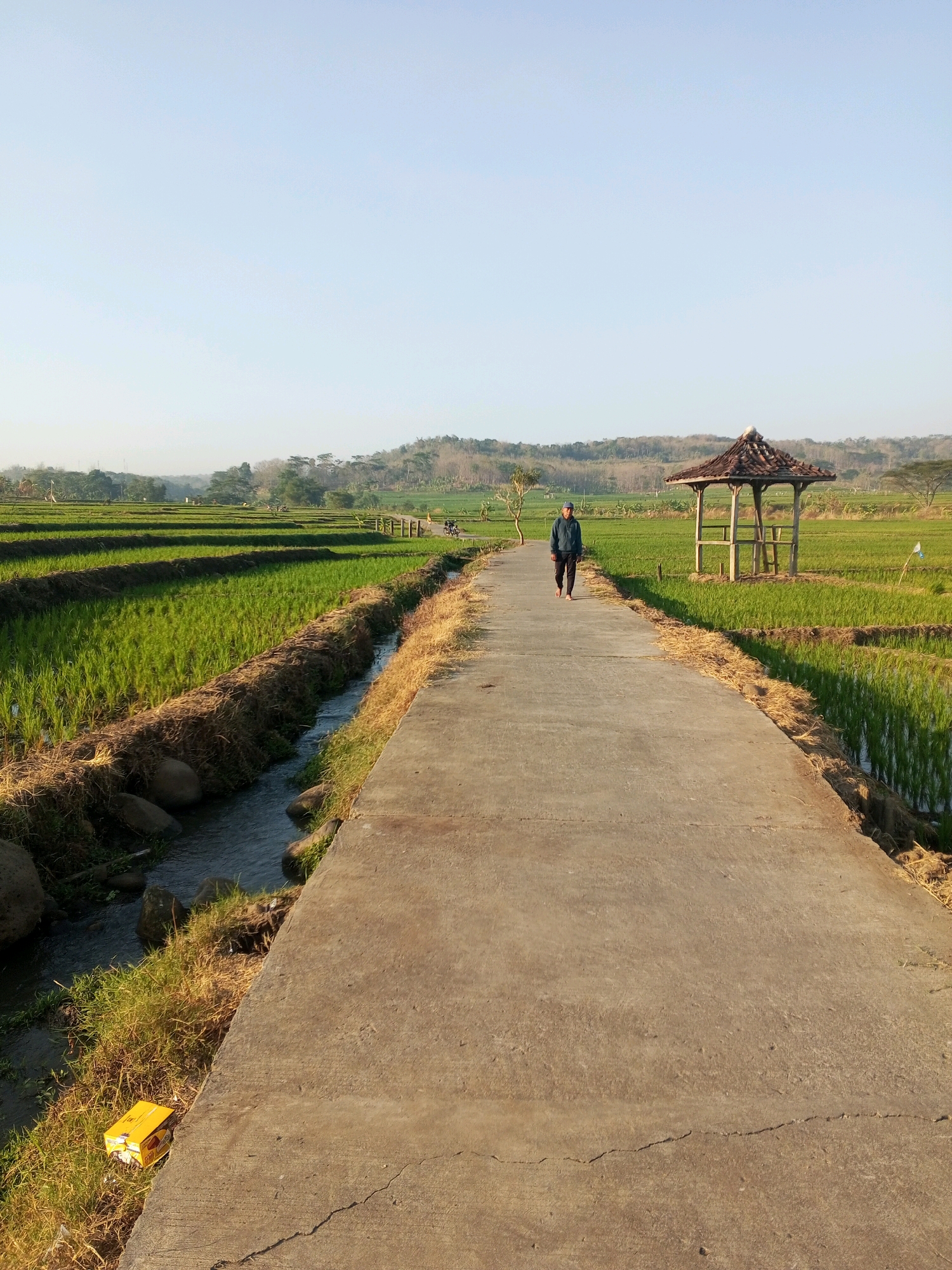 A single person walks on a paved path through rice fields in Kedungringin, Indonesia. The person, wearing a blue jacket and dark pants, is heading towards the camera on the path. To the right of the path, a small wooden gazebo with a tiled roof stands amidst the bright green rice paddies. A narrow stream runs alongside the left edge of the path, bordered by grass and rocks. The landscape extends to a treeline and hills in the distance under a clear blue sky. A yellow box is visible on the grass near the stream.