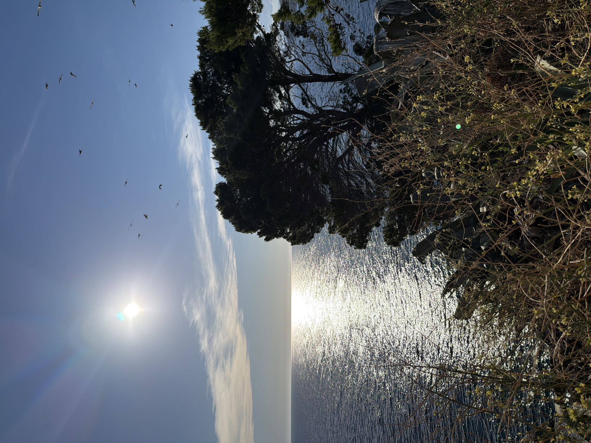 The image captures a sunny coastal scene in Petrovac na Moru, Montenegro, with the Adriatic Sea stretching out towards the horizon. The sun, positioned high in the sky, casts a brilliant reflection on the water's surface, creating a shimmering path of light. A cluster of dark green pine trees stands prominently on a rocky outcrop, silhouetted against the bright sky. Several seagulls are visible in flight against the clear blue sky. In the foreground, dry, thorny branches of coastal vegetation, some with small yellow flowers, partially obscure the view of the sea and the trees. The overall impression is one of a bright, windswept day by the sea.